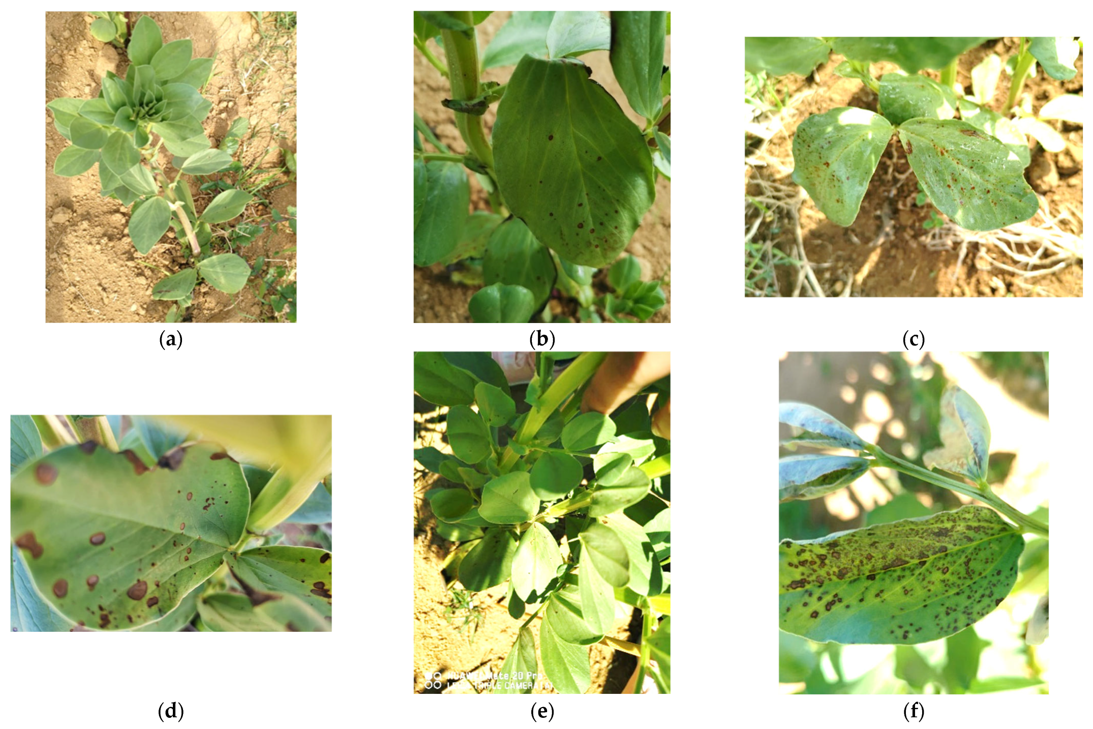 Microbiolres 15 00178 g003