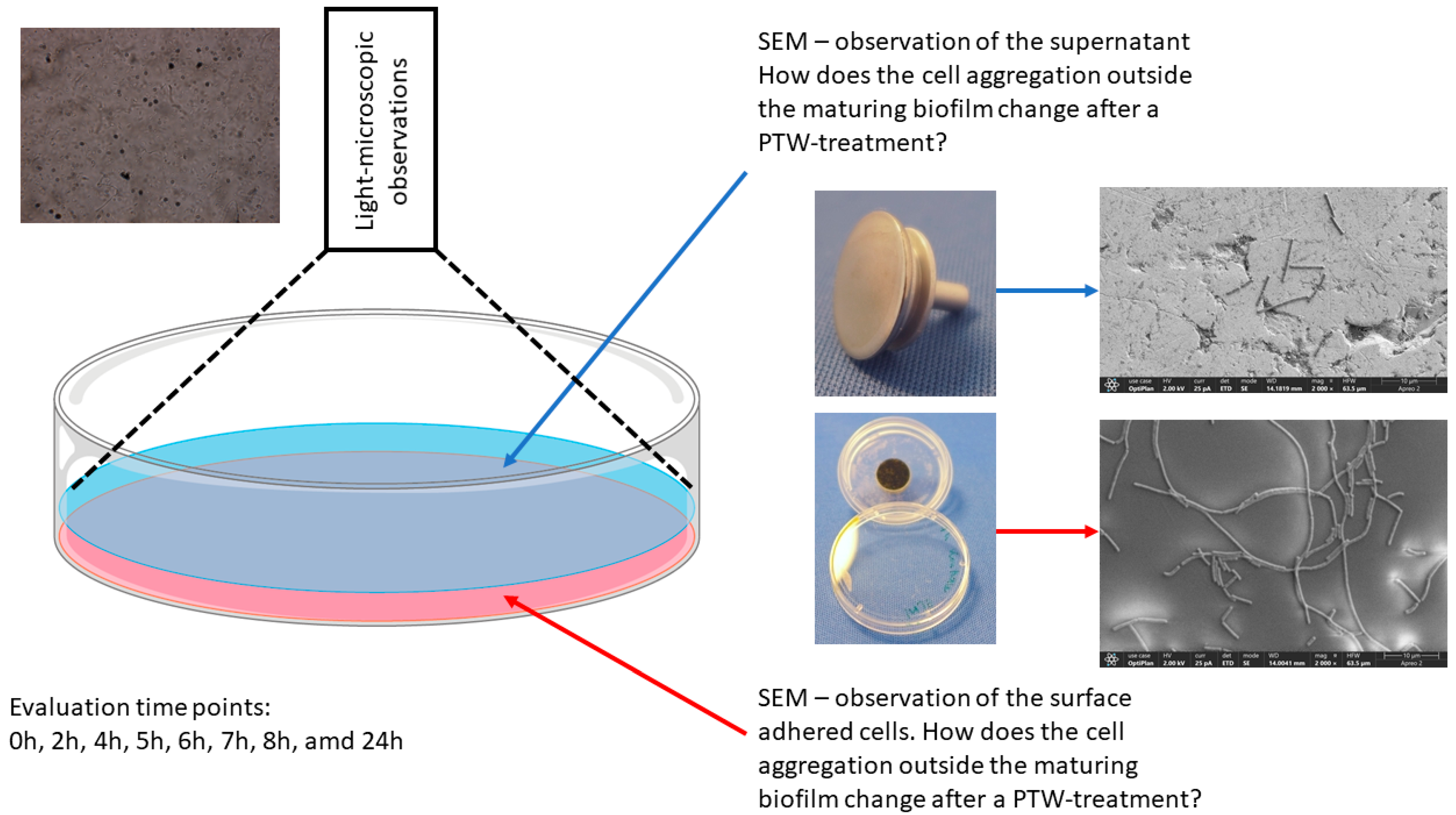 Microbiolres 15 00181 g003