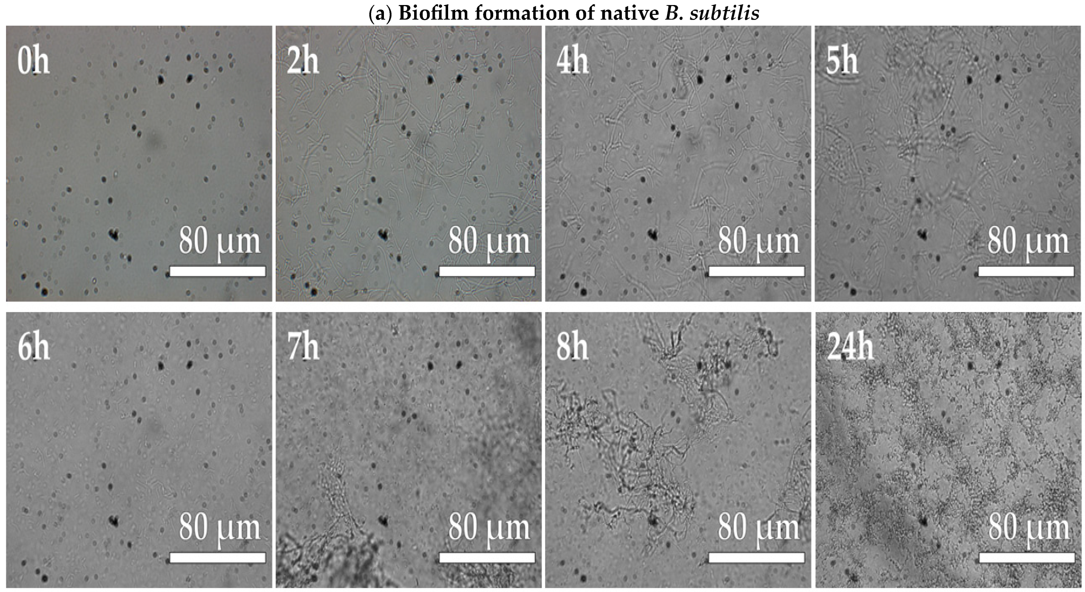 Microbiolres 15 00181 g004a