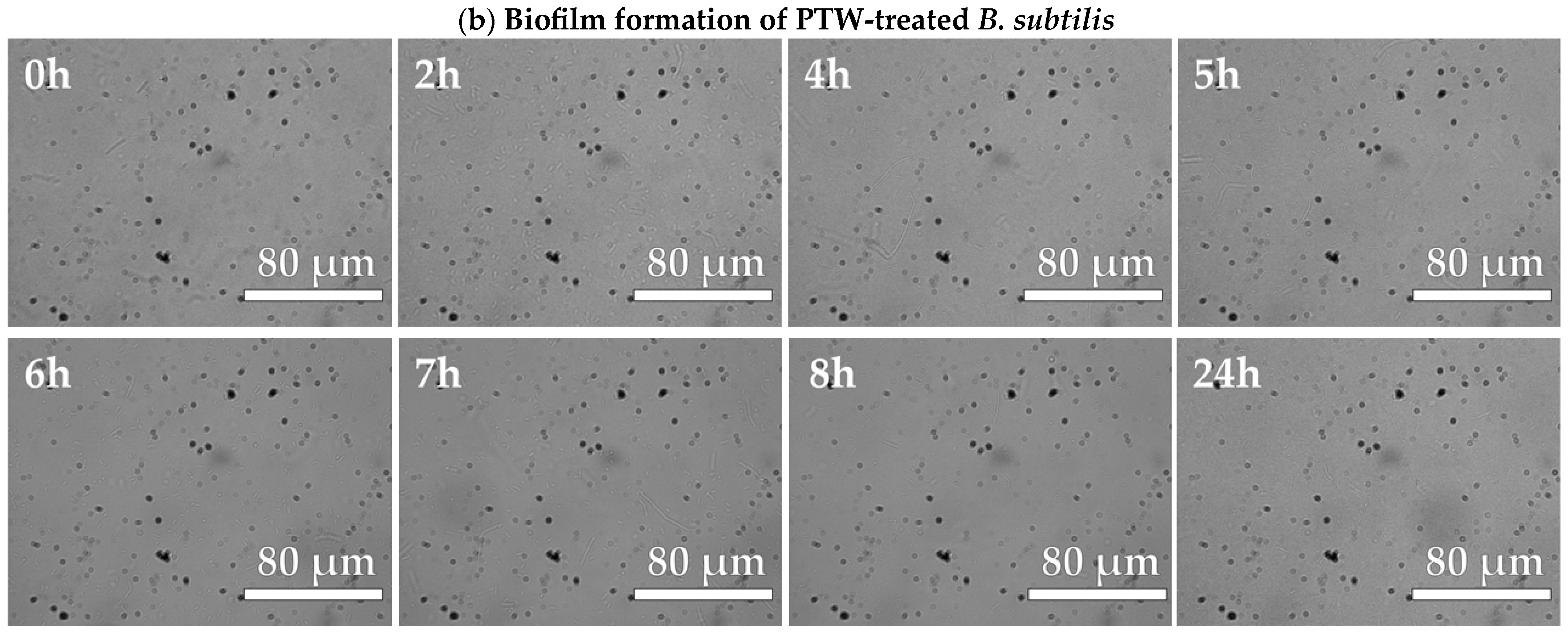 Microbiolres 15 00181 g004b