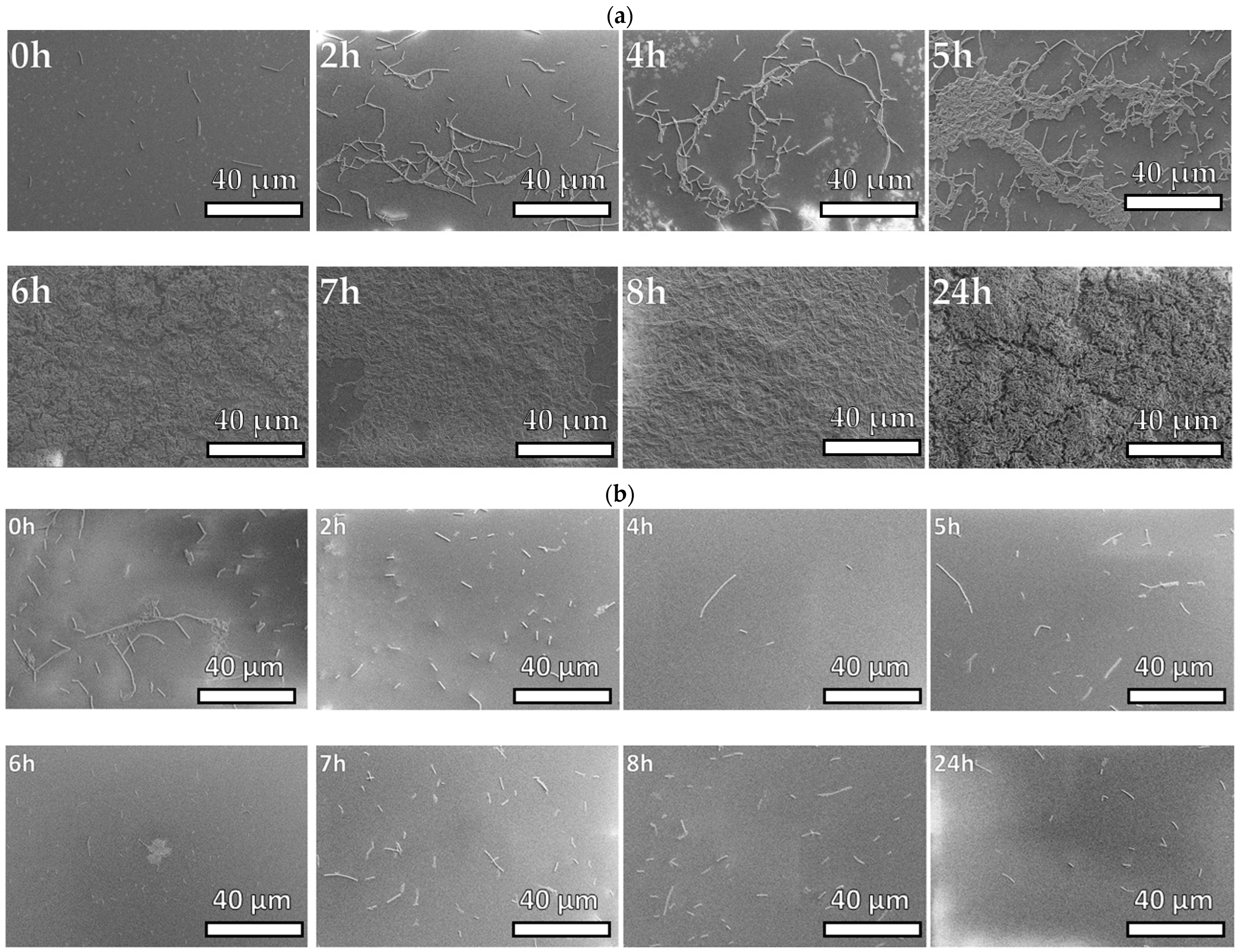 Microbiolres 15 00181 g005