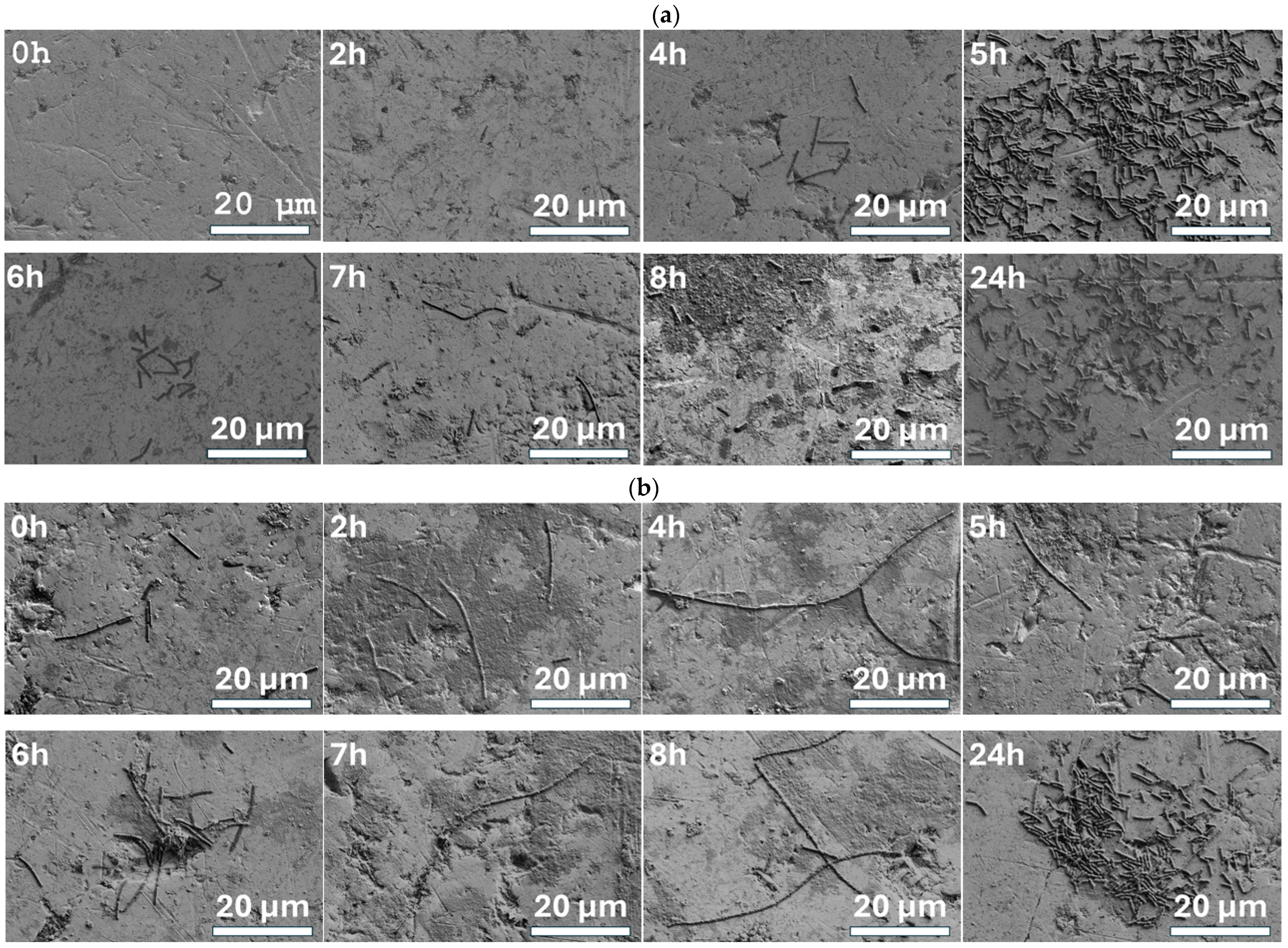 Microbiolres 15 00181 g006