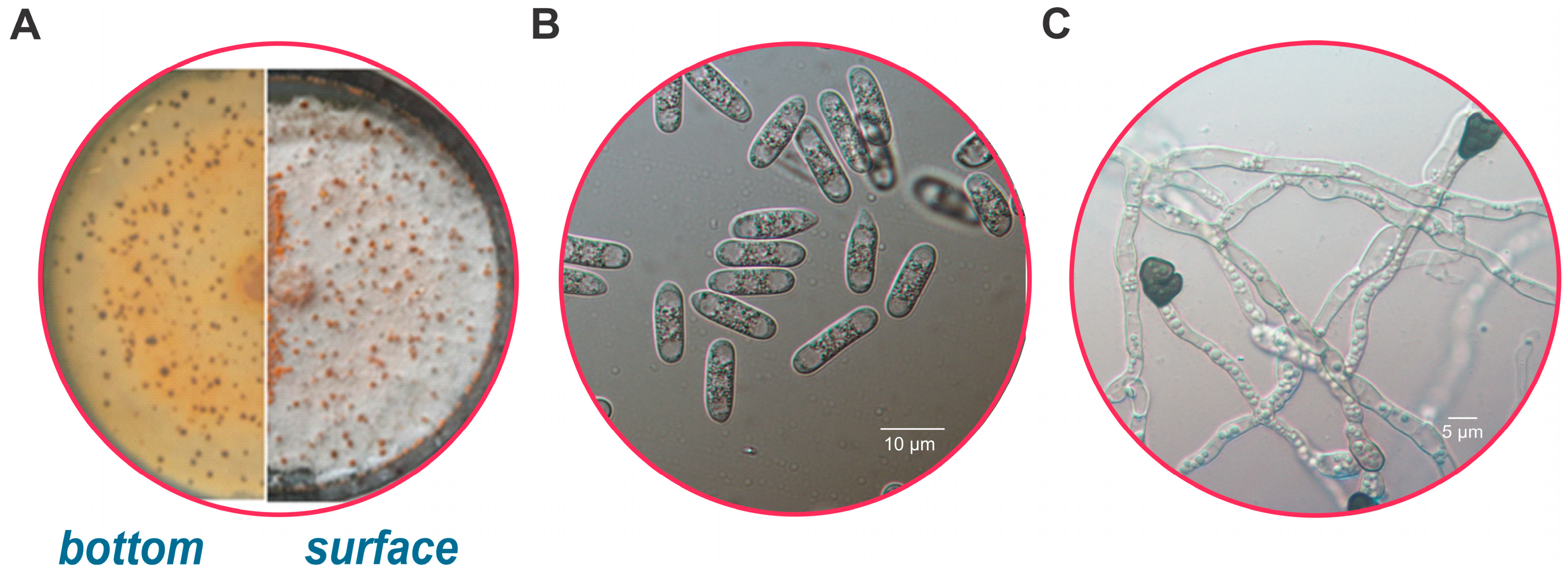 Microbiolres 16 00004 g001