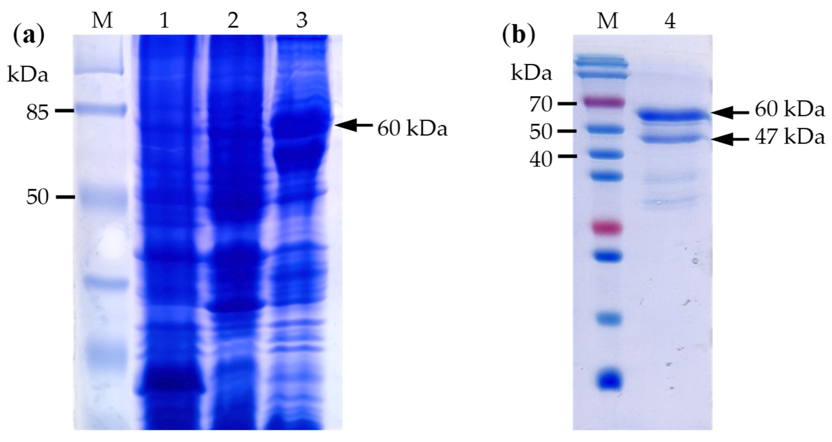 Microbiolres 16 00009 g003