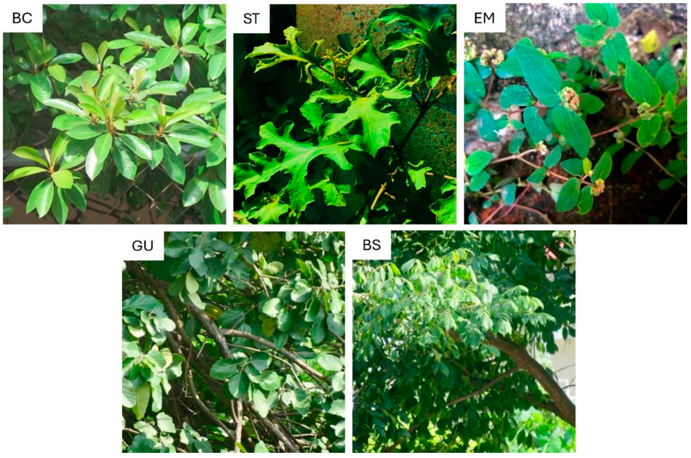 Microbiolres 16 00010 g003
