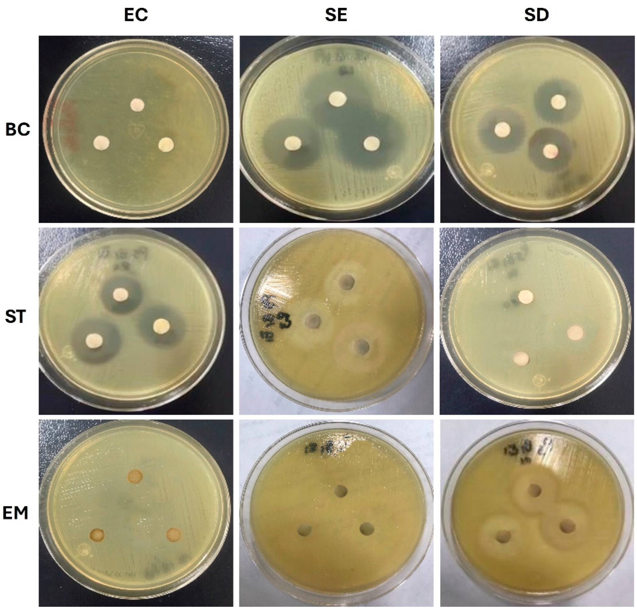 Microbiolres 16 00010 g006