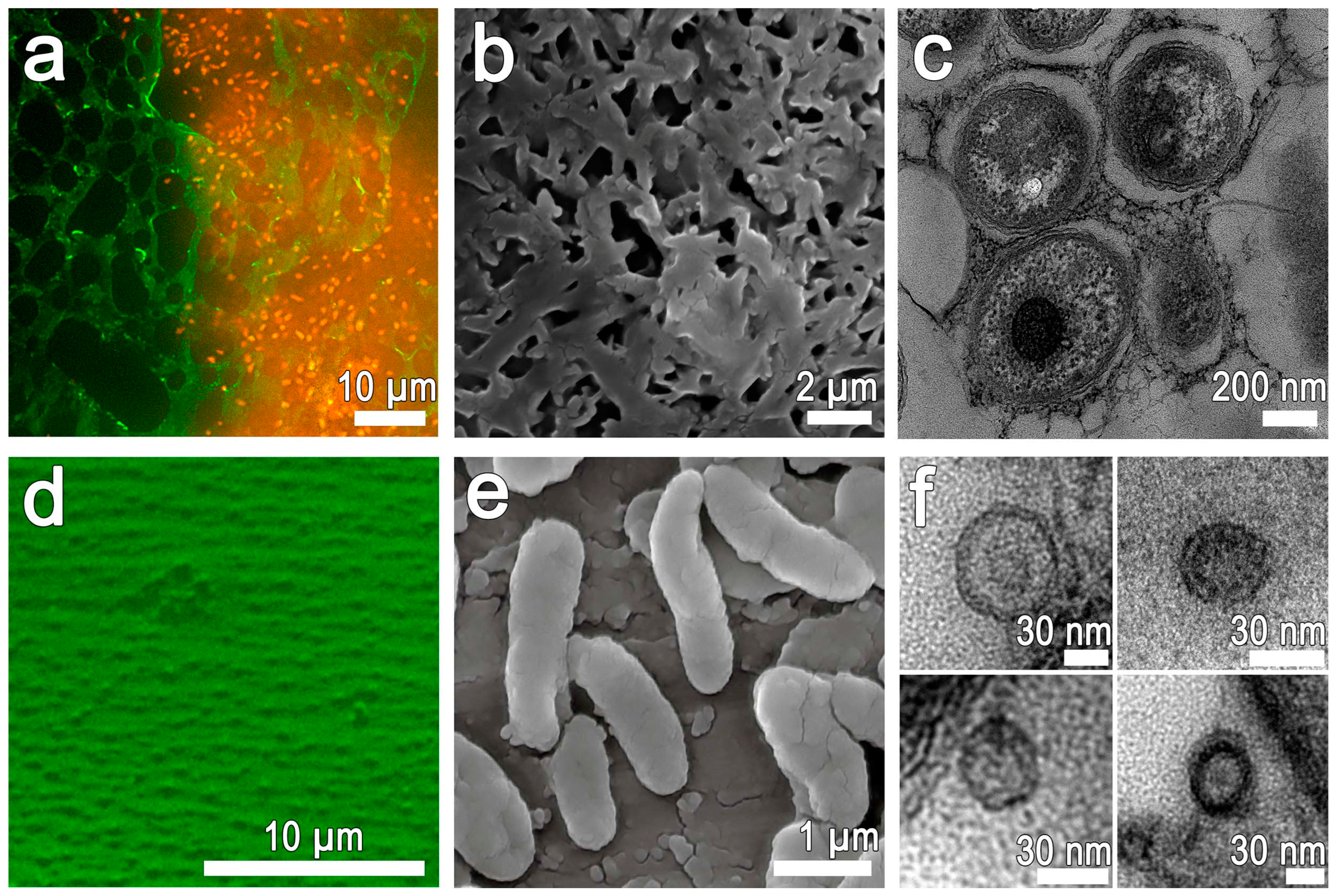 Microbiolres 16 00014 g007