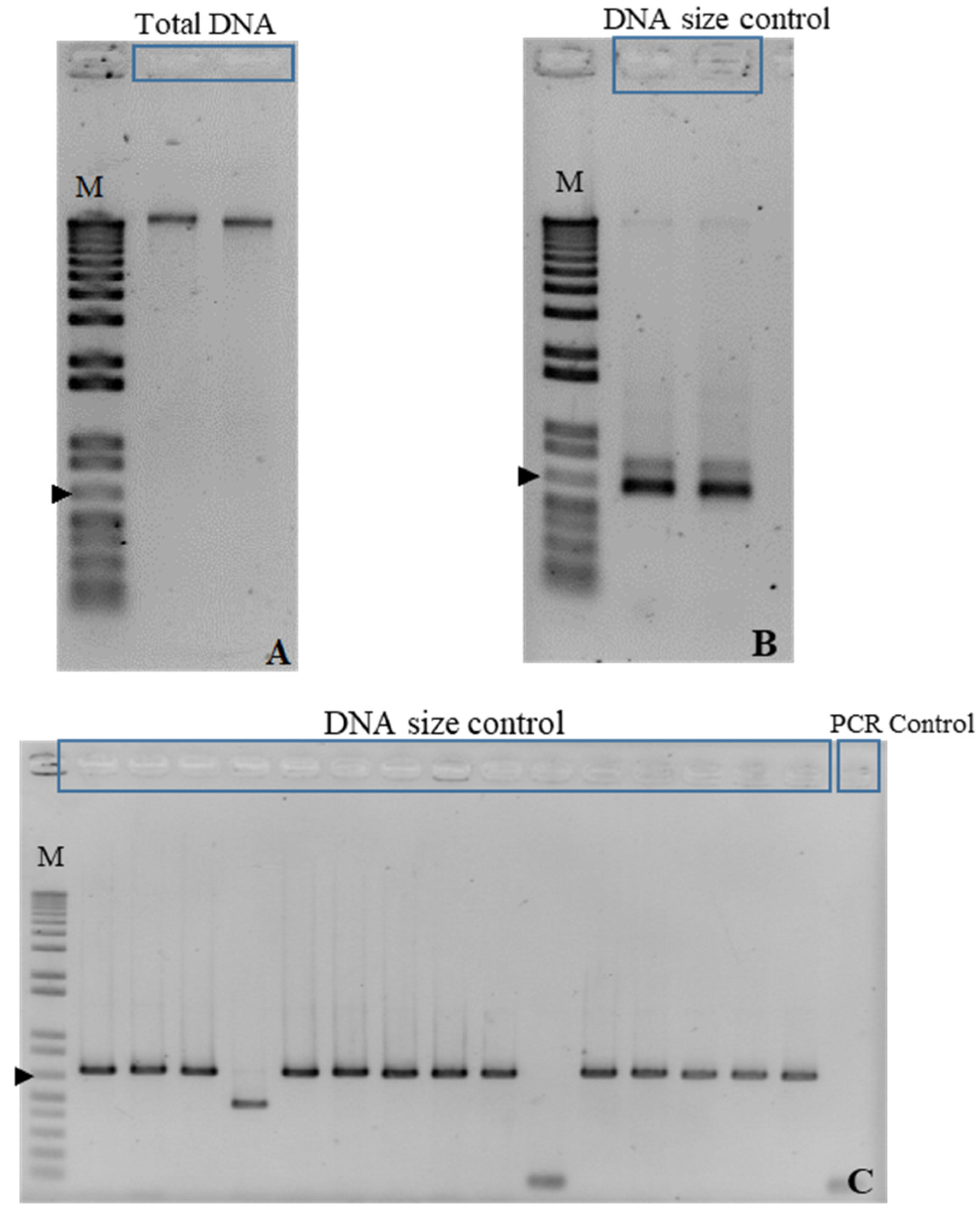 Microbiolres 16 00019 g002 Microbiolres 16 00019 g002