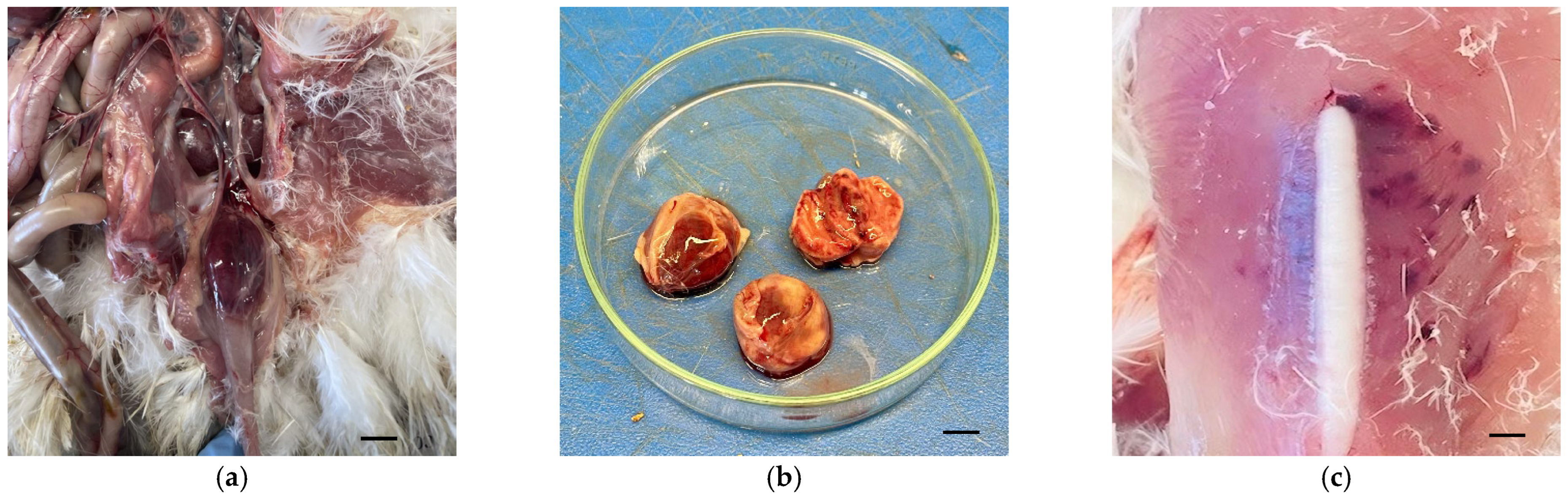 Microbiolres 16 00031 g001