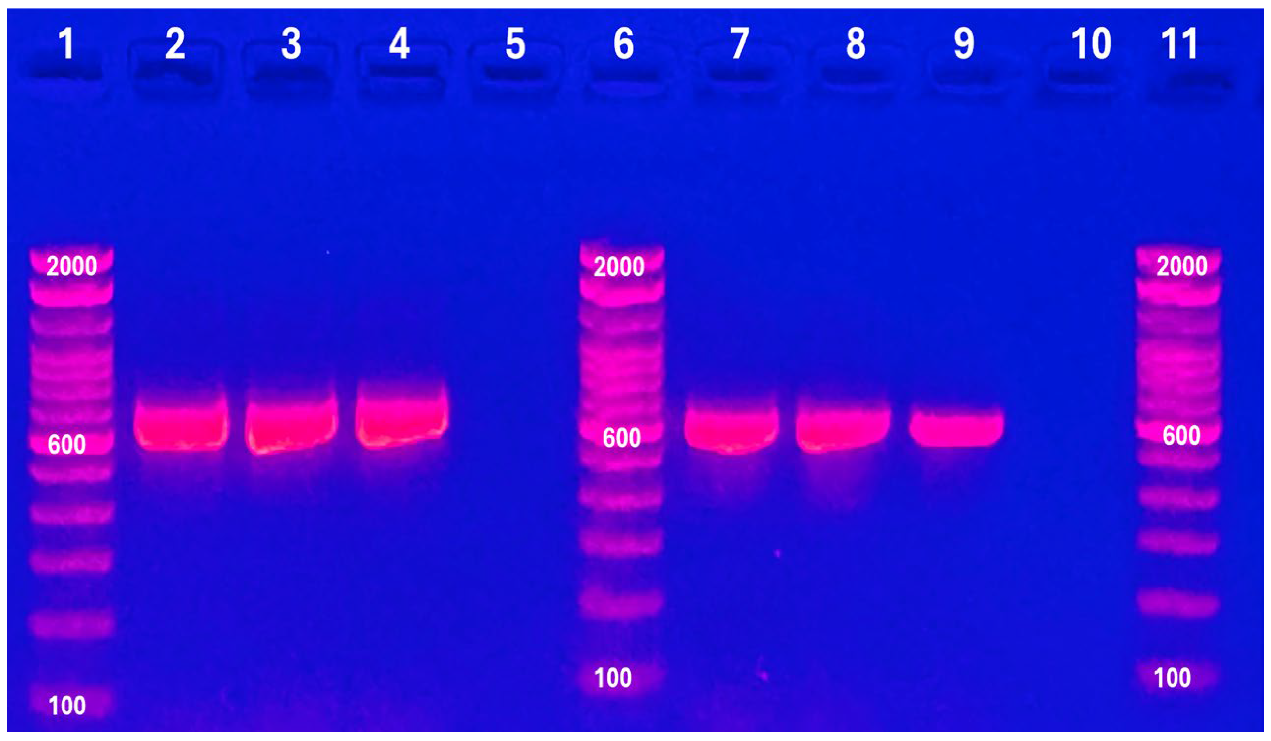 Microbiolres 16 00031 g003