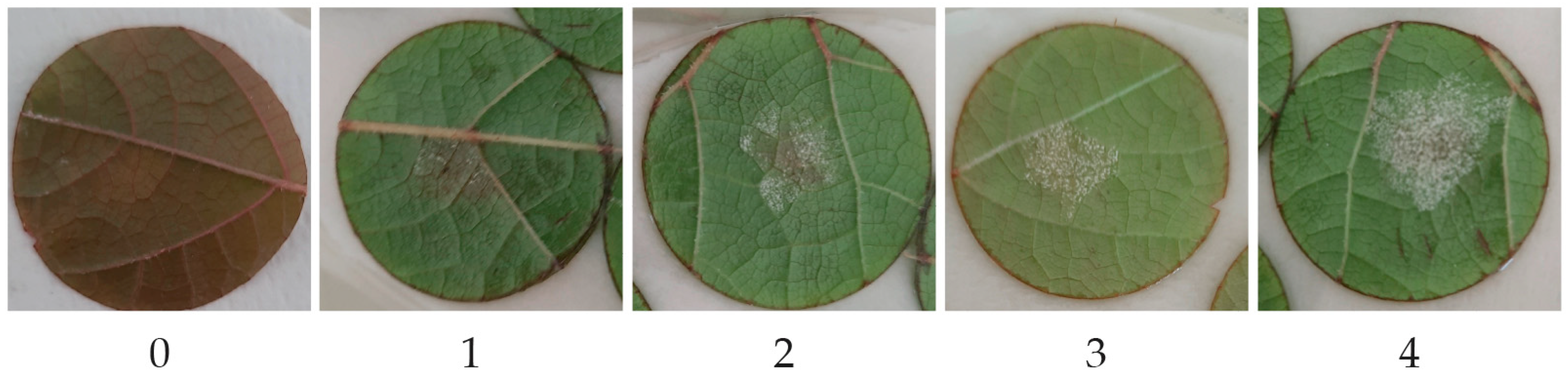 Microbiolres 16 00055 g001