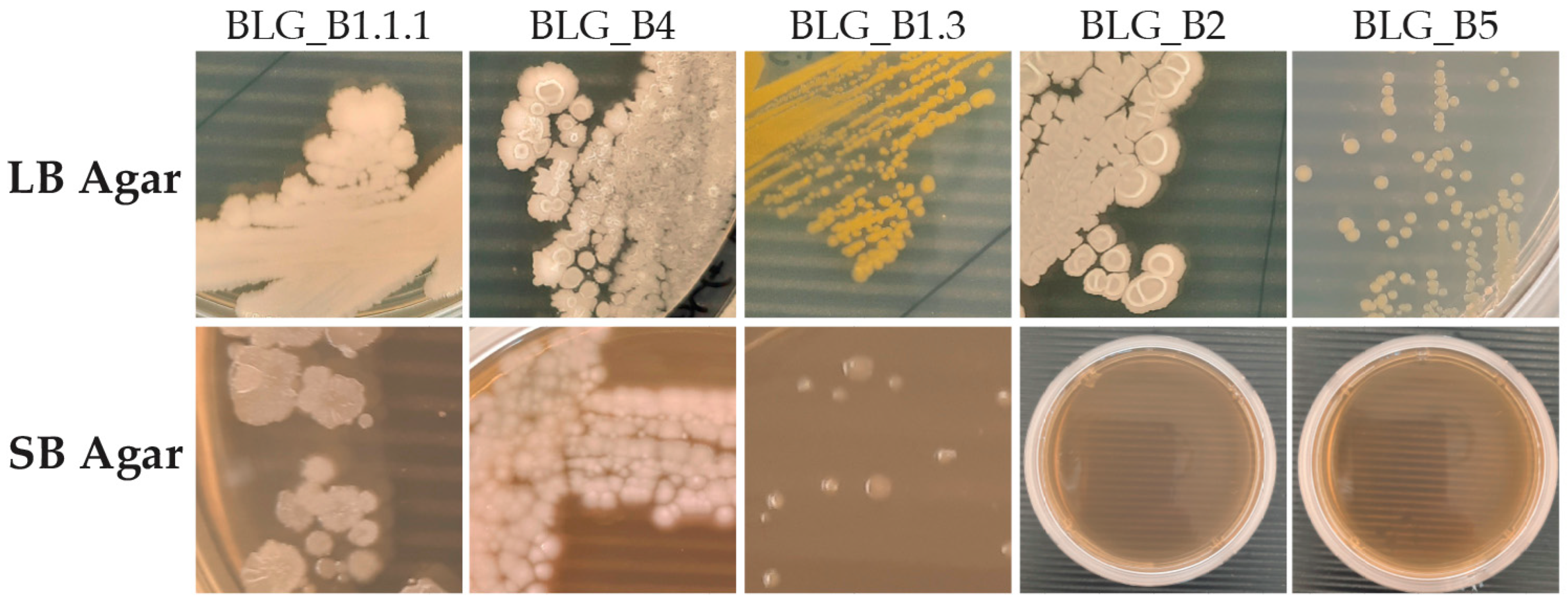 Microbiolres 16 00055 g008