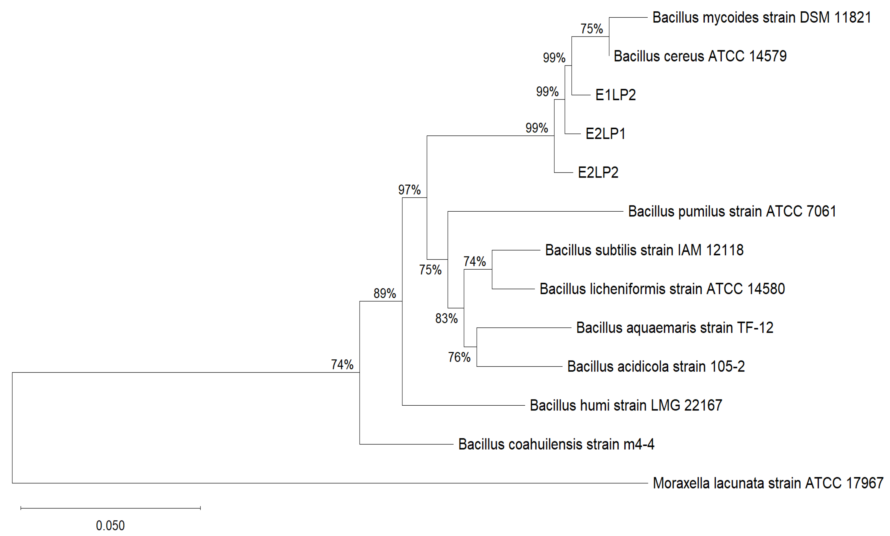 Microbiolres 16 00056 g001