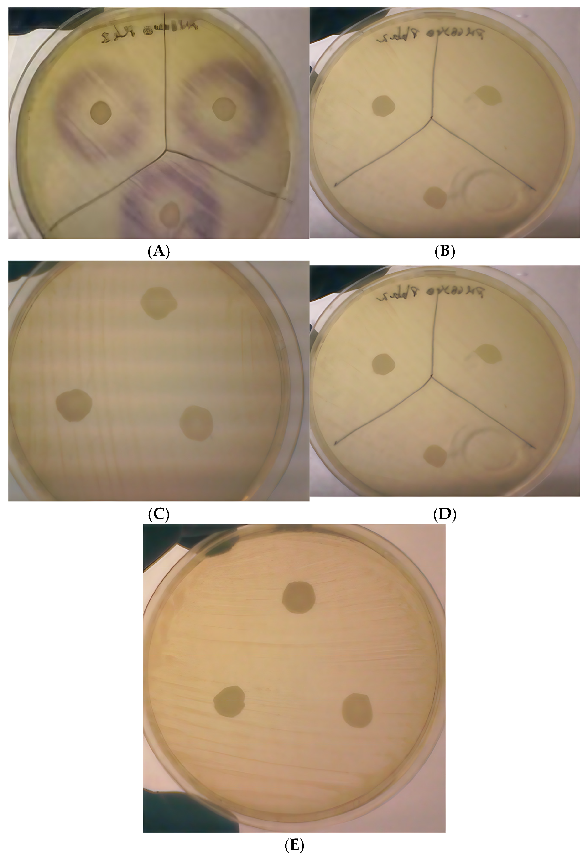 Microbiolres 16 00056 g002