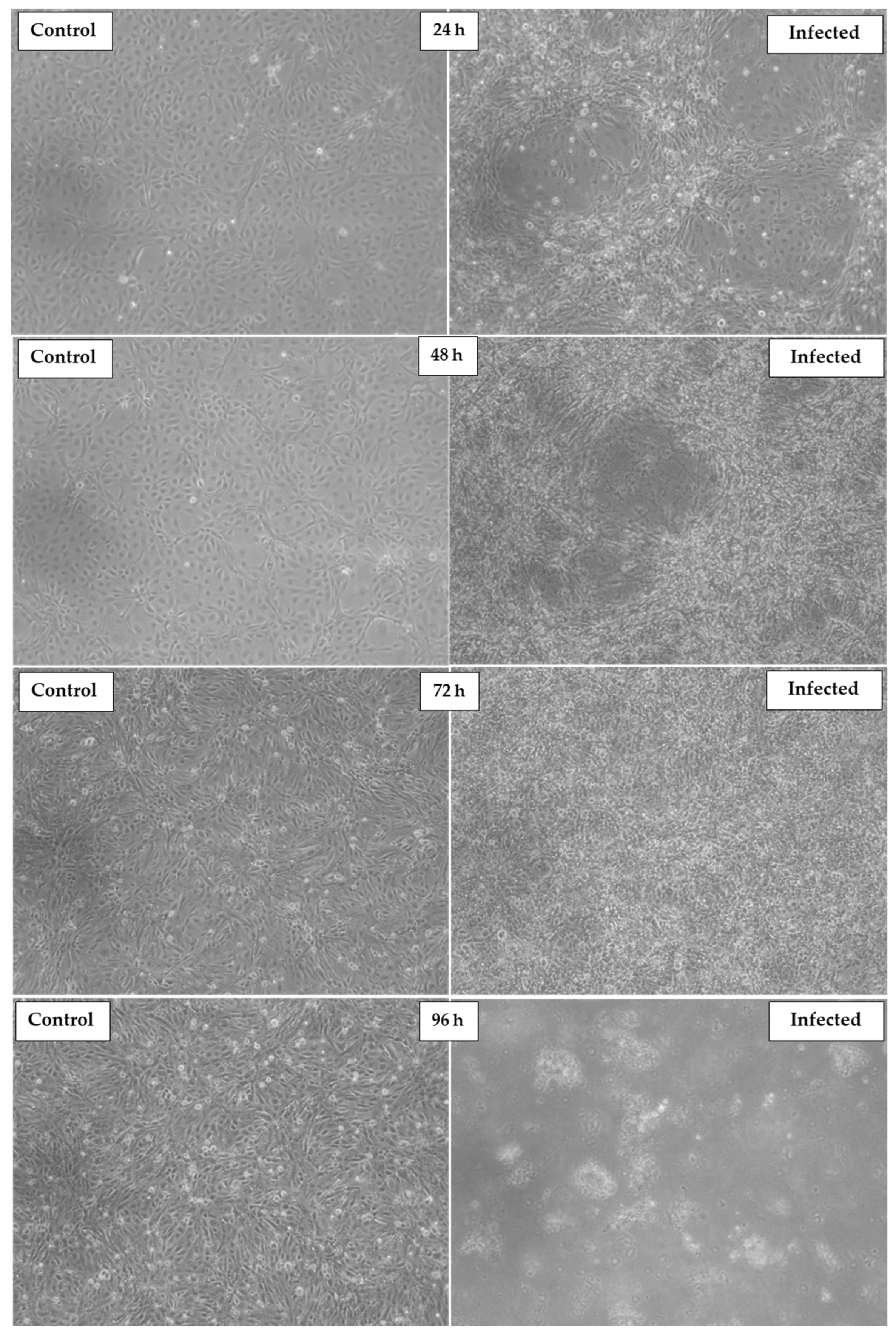 Microbiolres 16 00068 g002