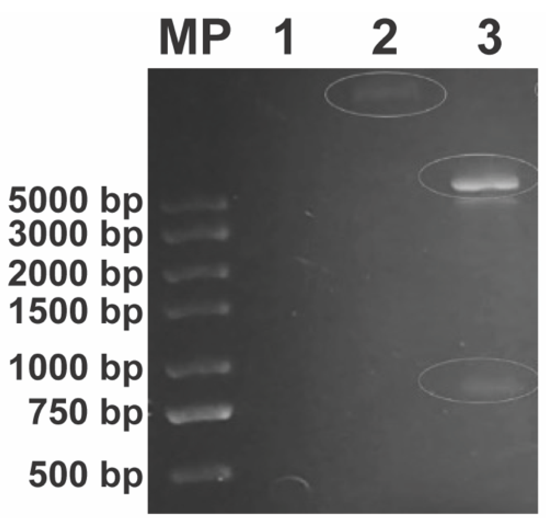 Microbiolres 16 00070 g003