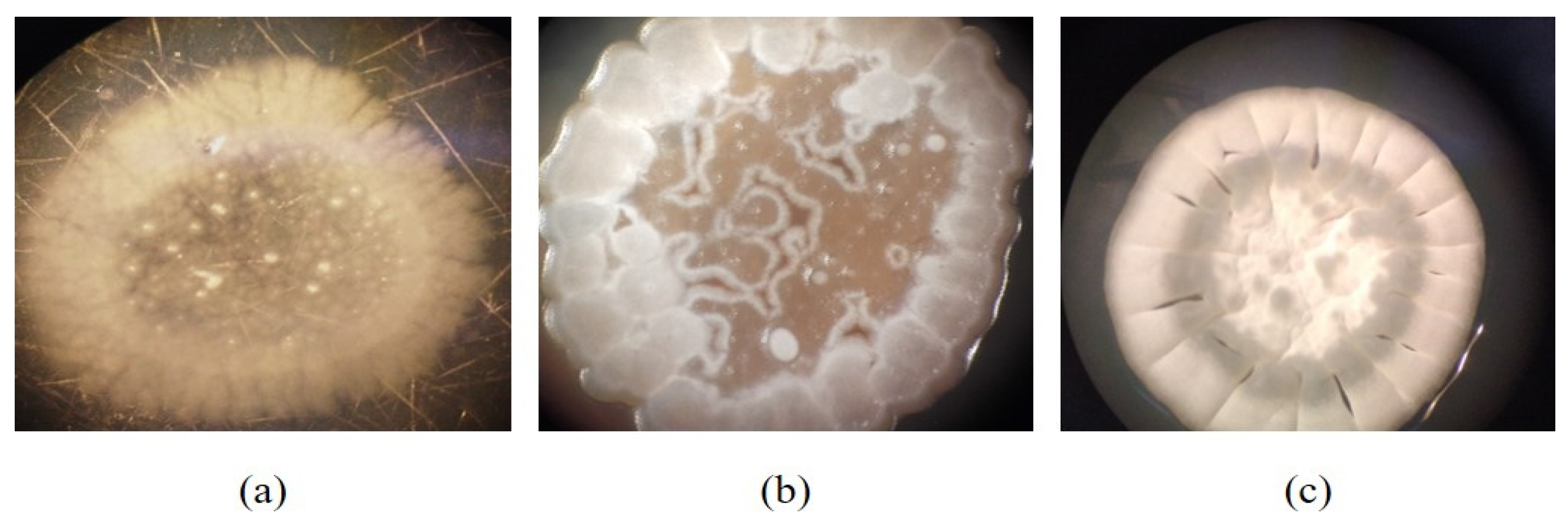 Microbiolres 16 00072 g001