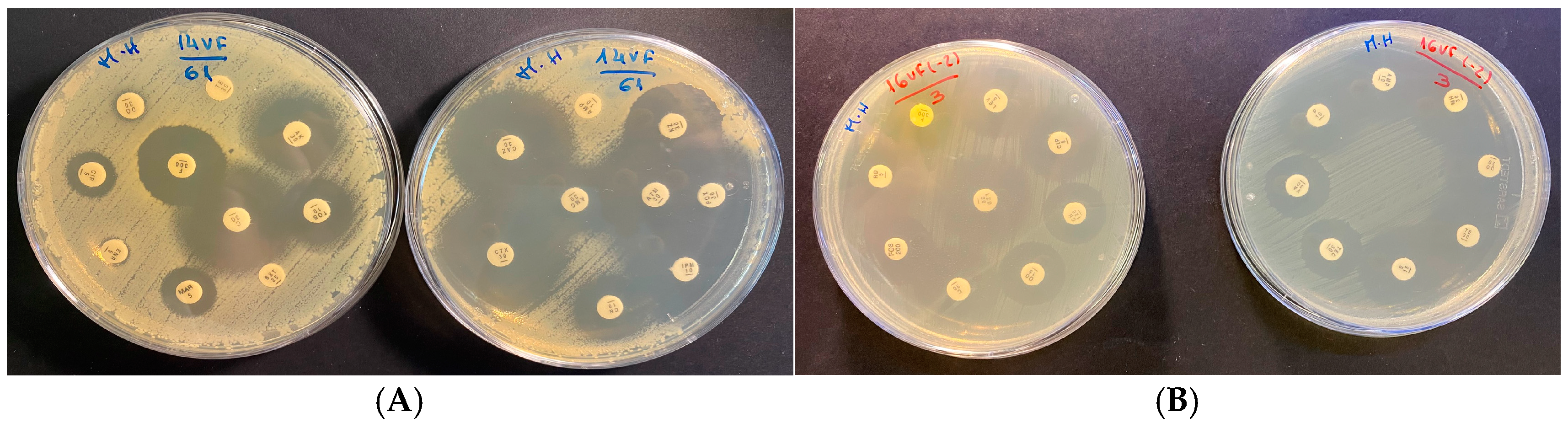Microbiolres 16 00083 g002