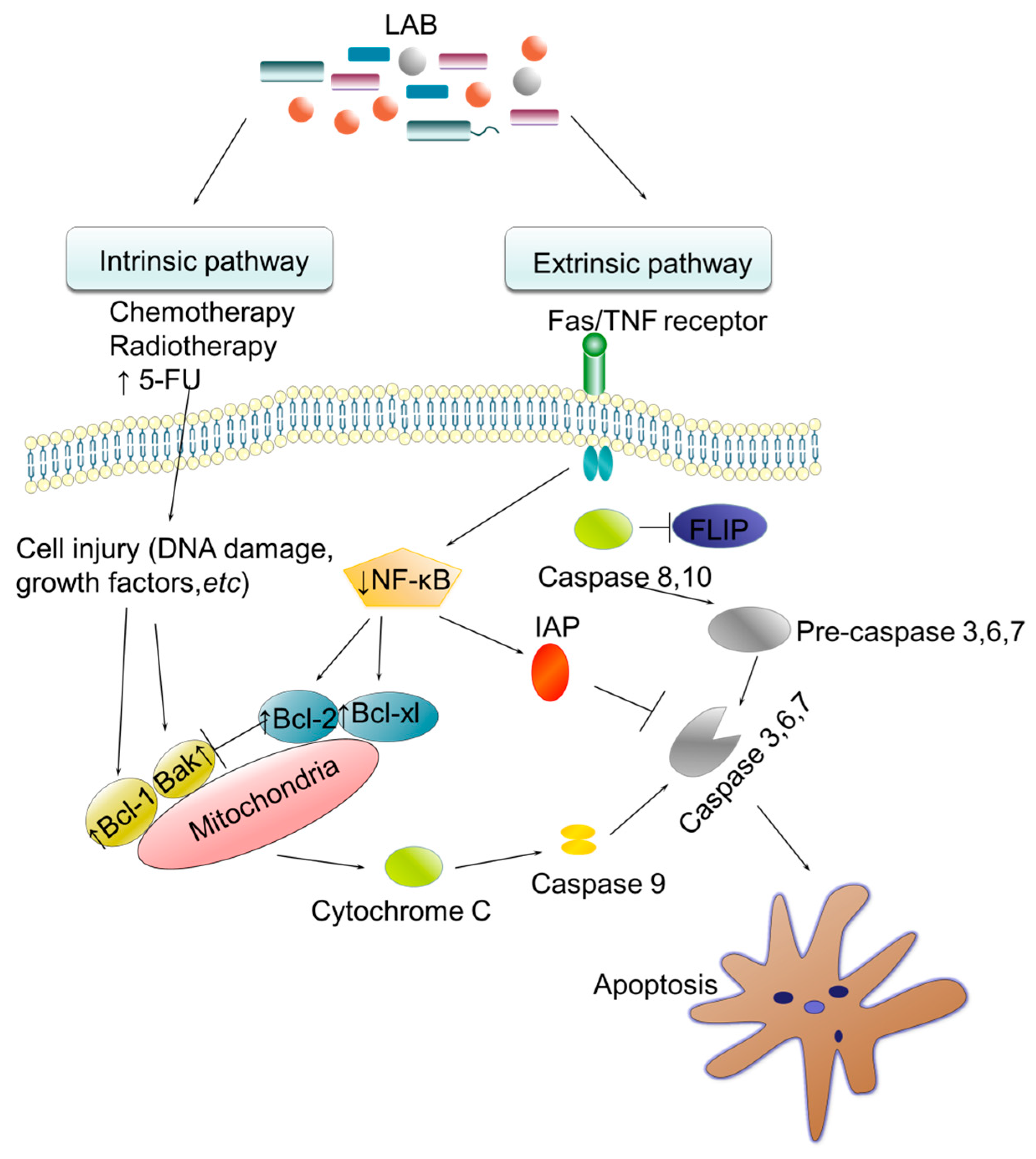 Microbiolres 16 00092 g005