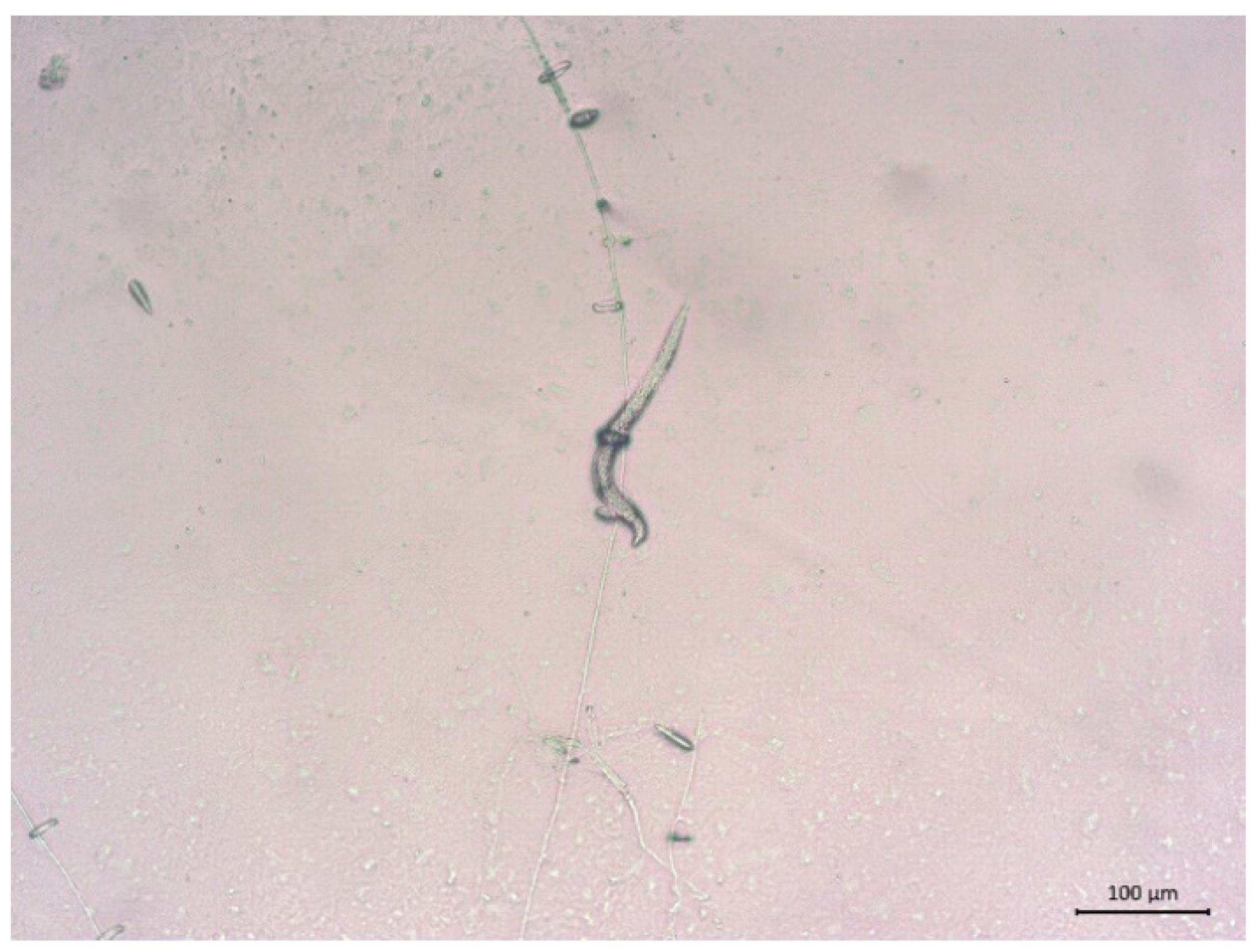 Microbiolres 16 00098 g001