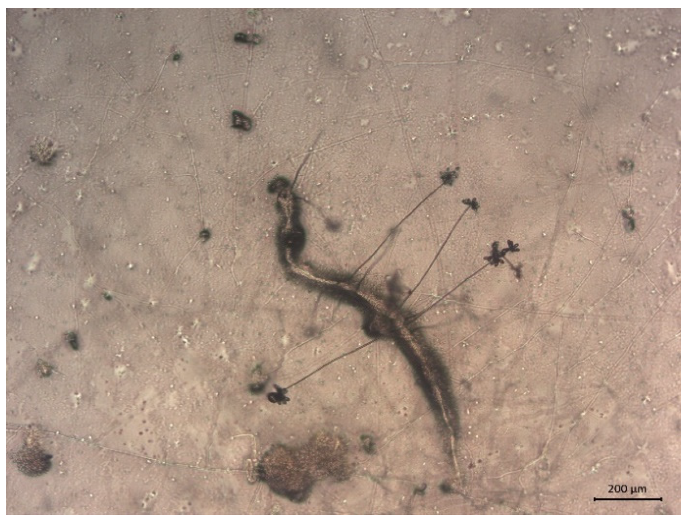 Microbiolres 16 00098 g002