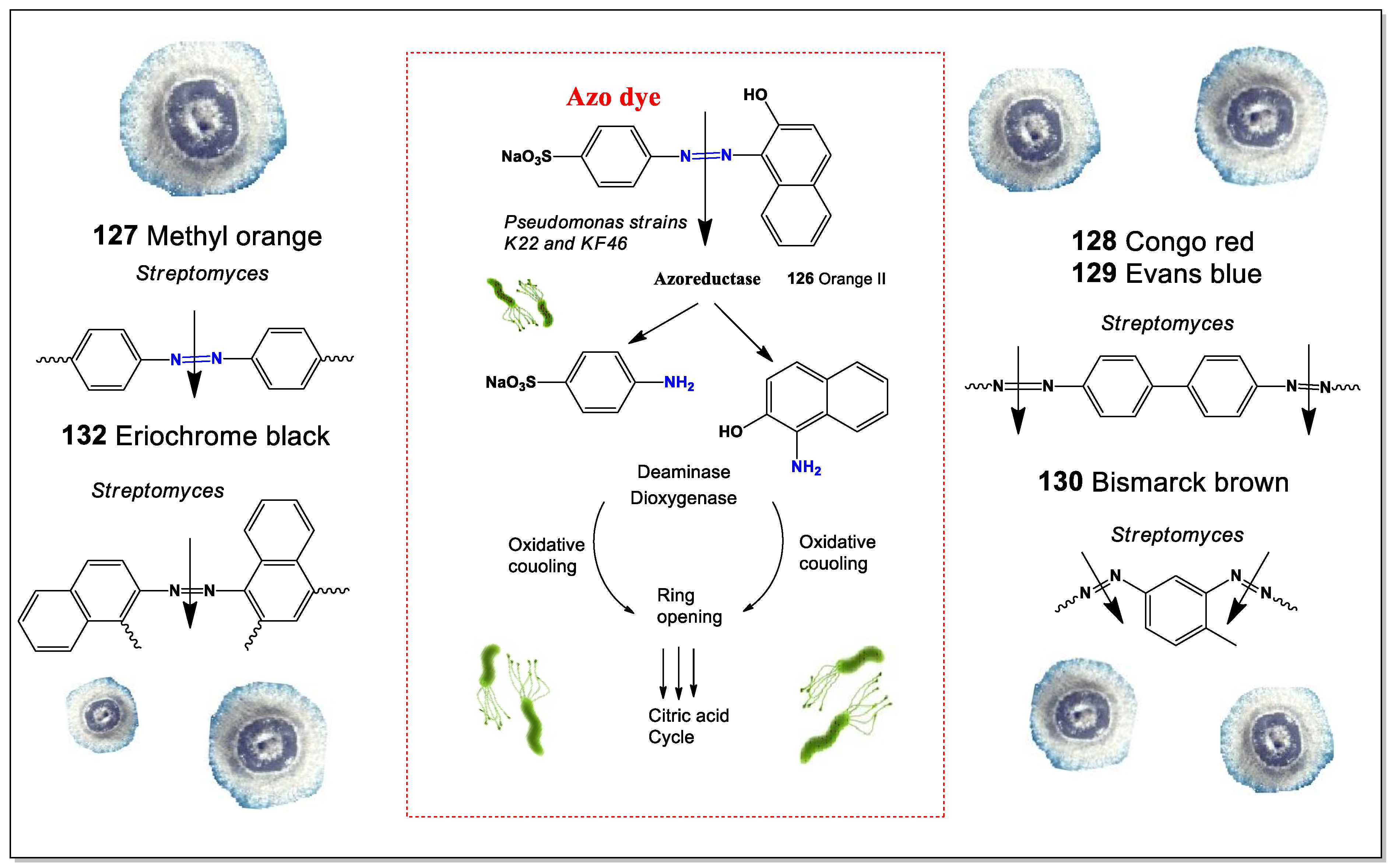 Microbiolres 16 00100 g010