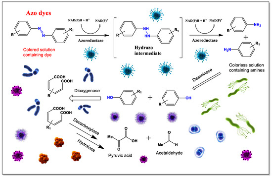 Azo Dyes and the Microbial World: Synthesis, Breakdown, and