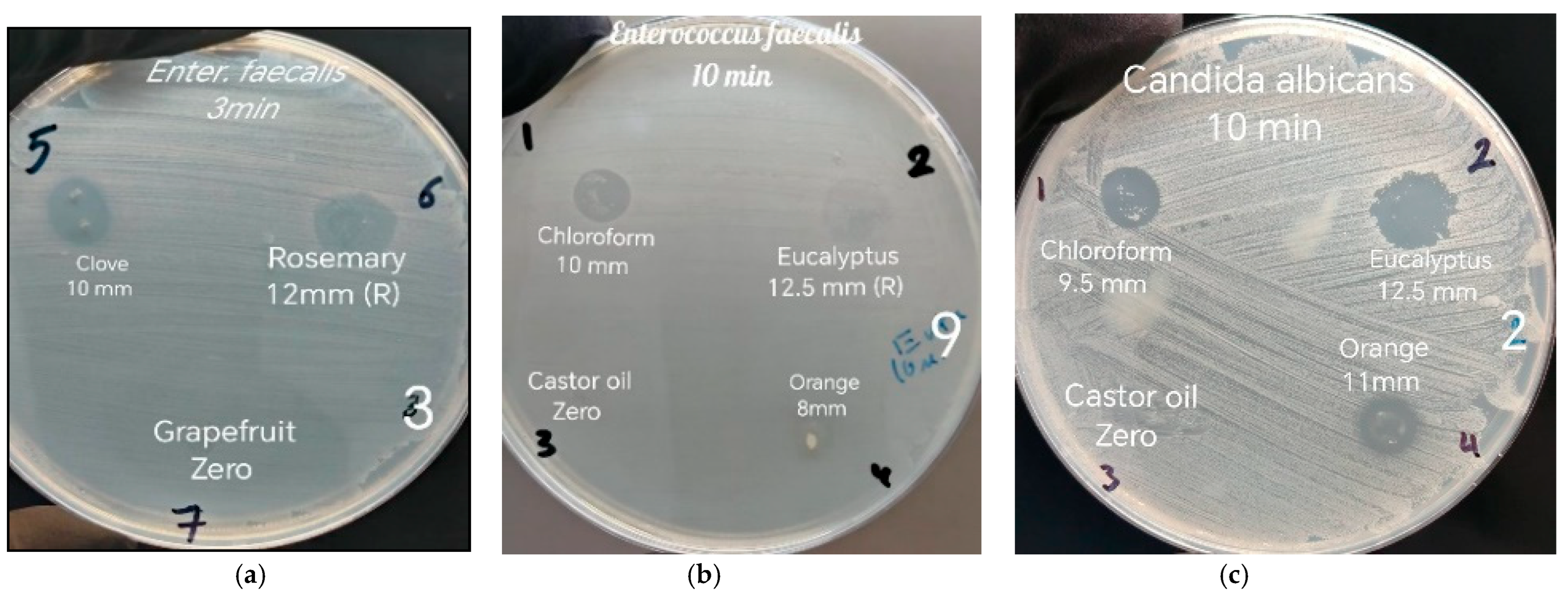 Microbiolres 16 00101 g001
