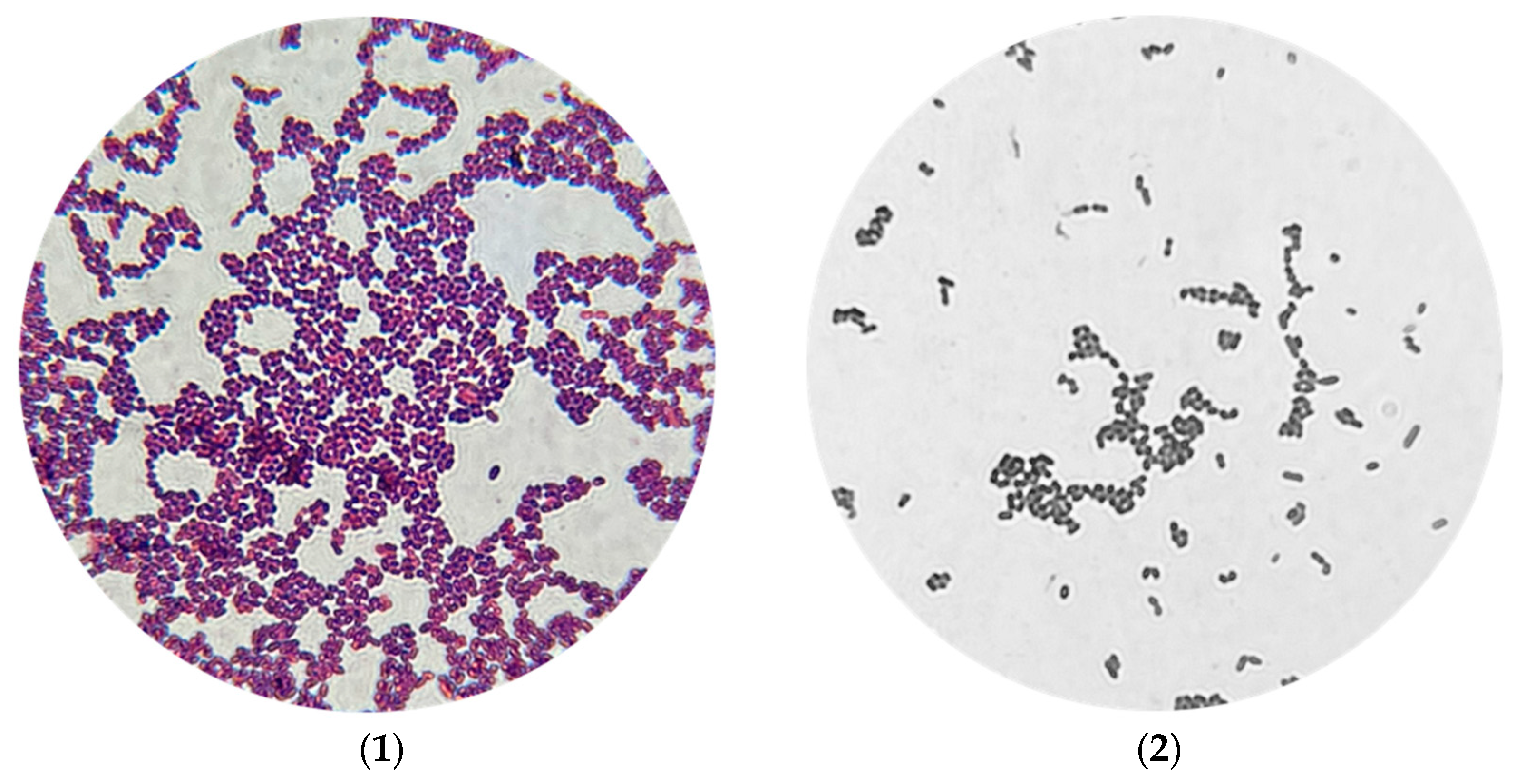 Microbiolres 16 00103 g003