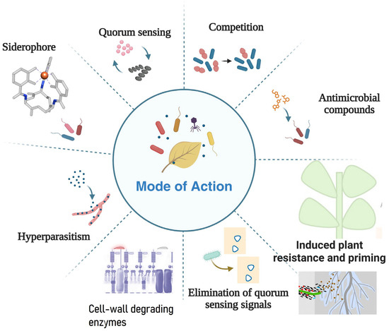 ジャーナル S100a4+ alveolar macrophages accelerate the progression of