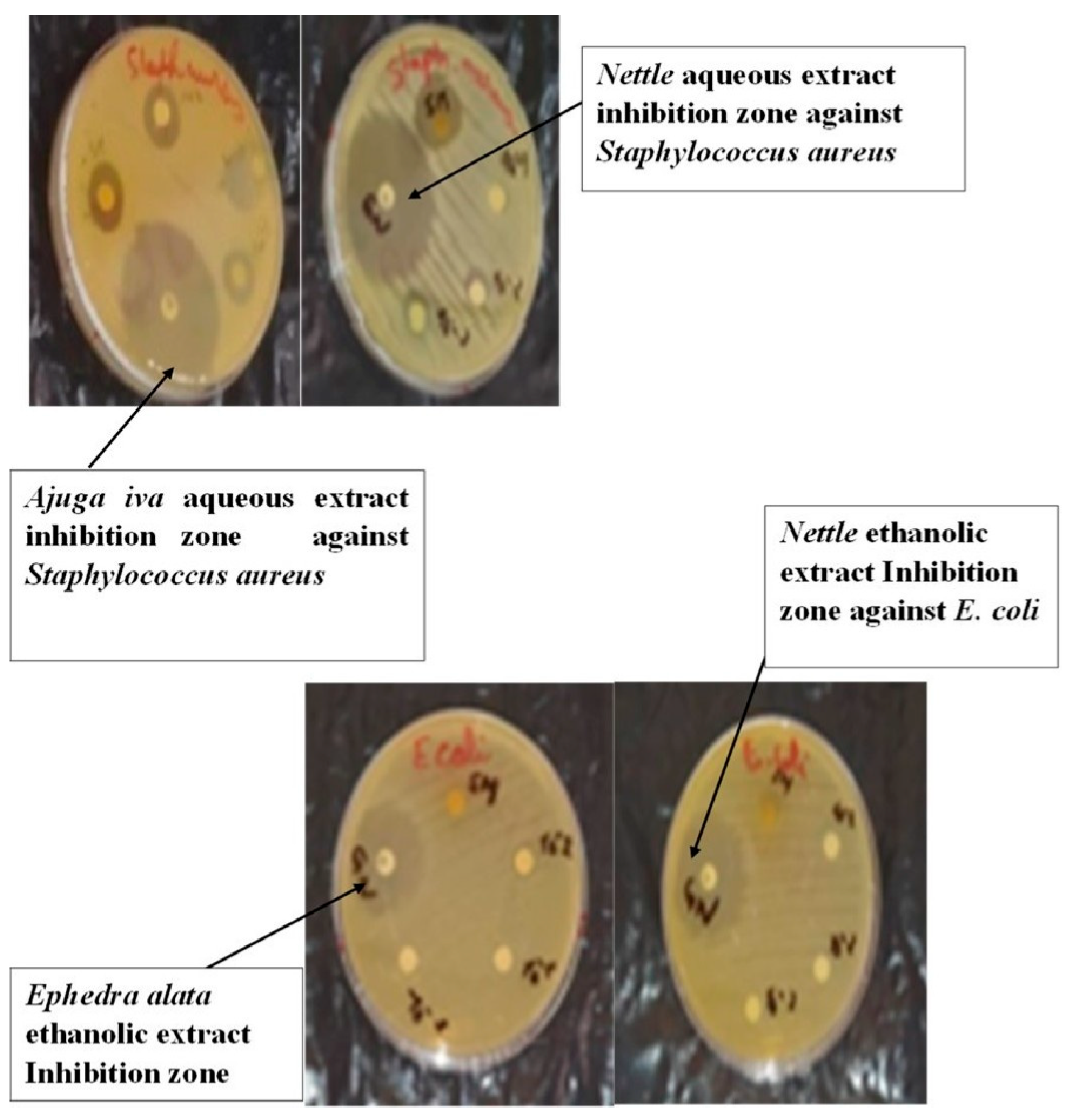Microbiolres 16 00108 g004