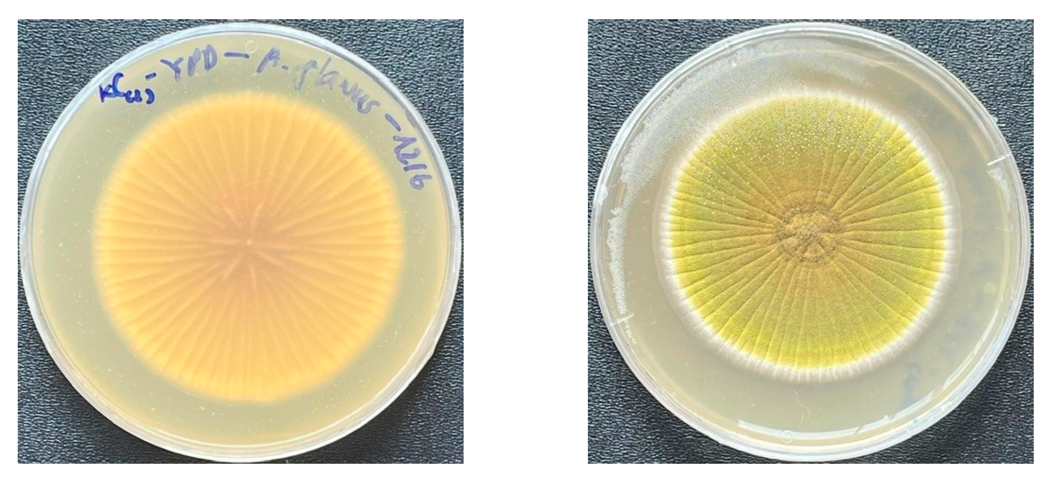 Microbiolres 16 00111 g001