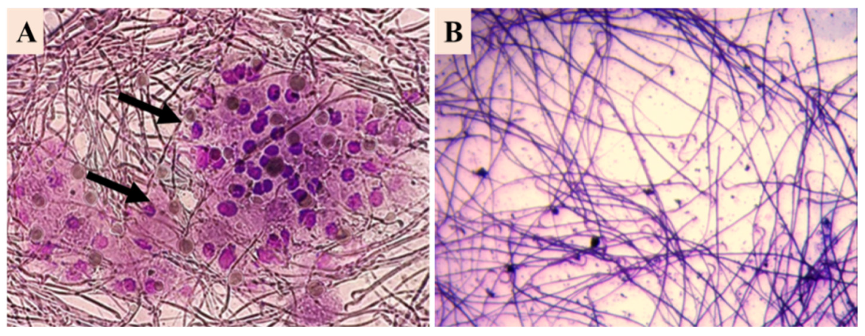 Microbiolres 16 00114 g002