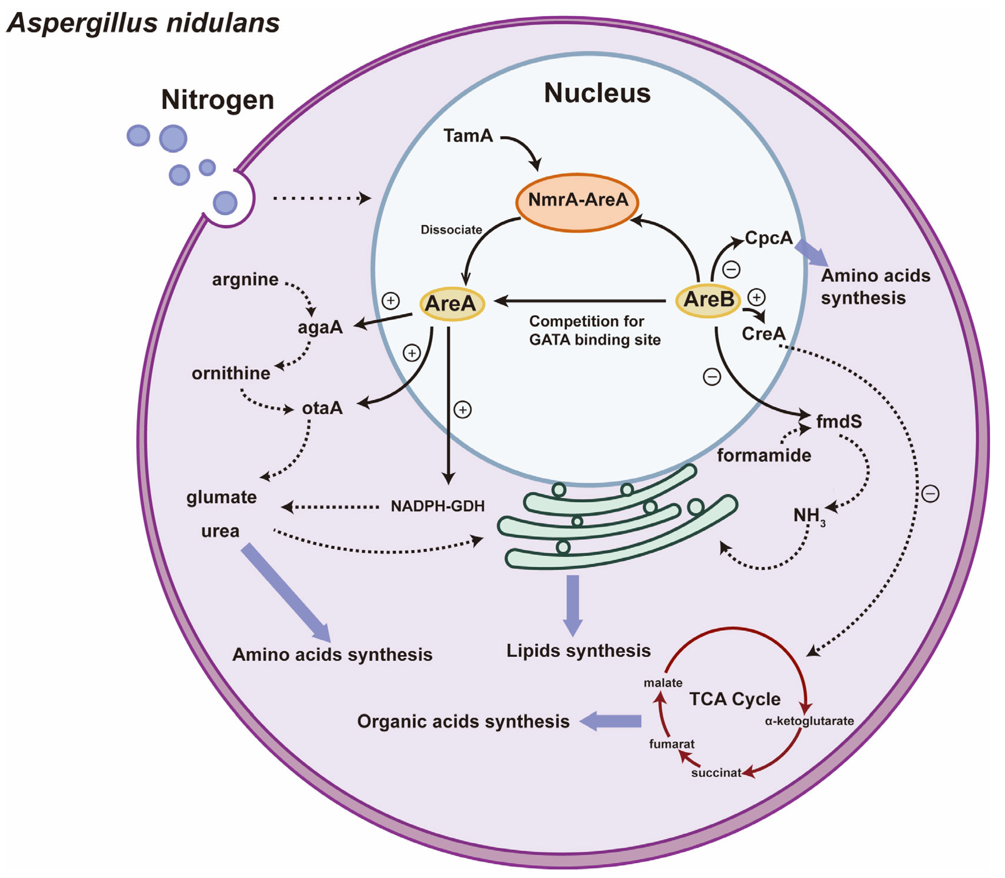 Microbiolres 16 00120 g002