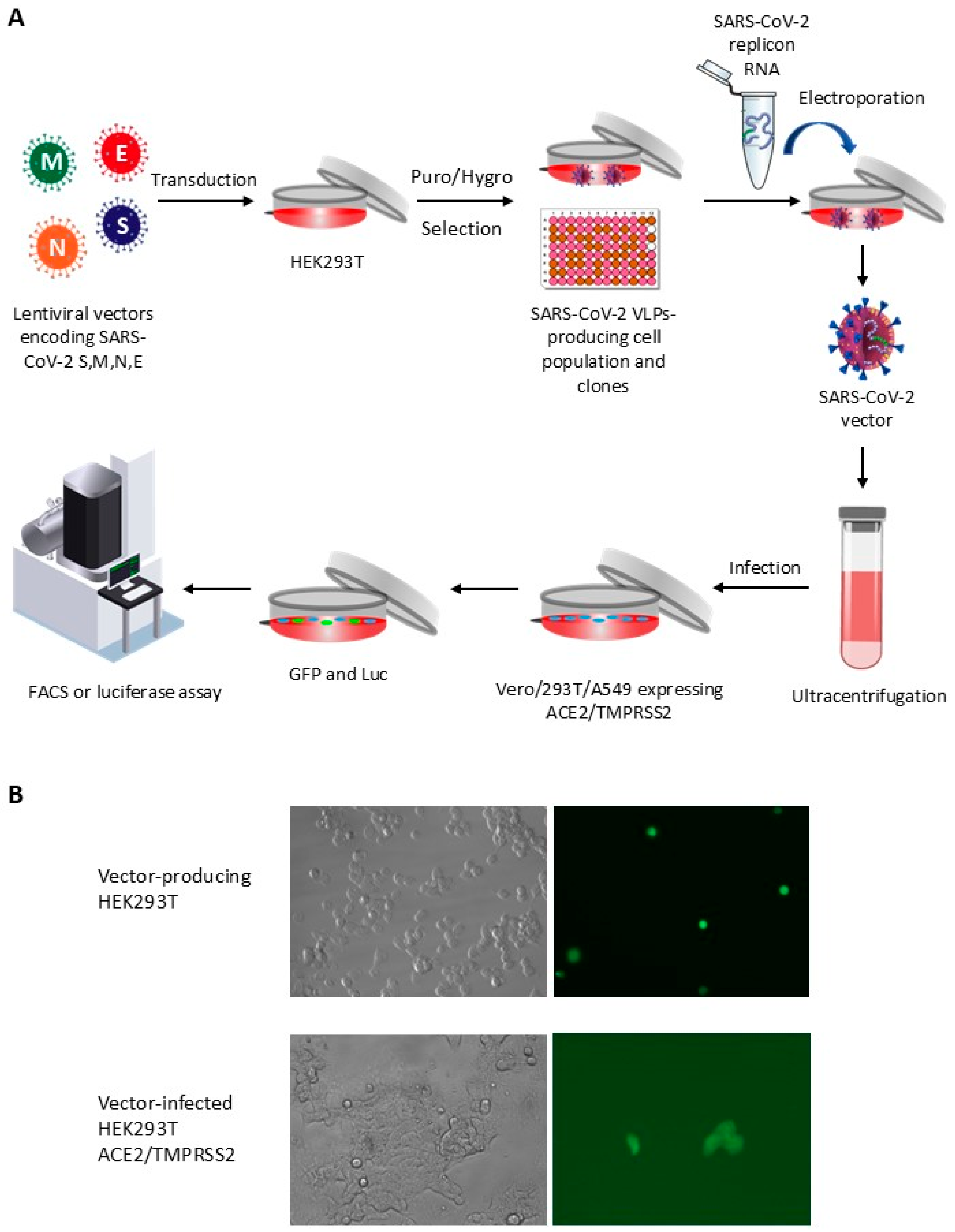 Microbiolres 16 00125 g001