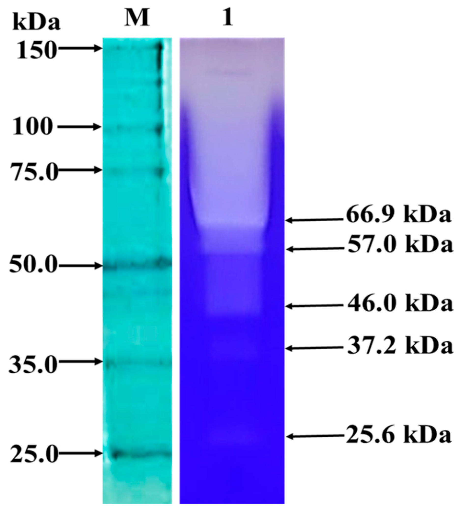 Microbiolres 16 00127 g001 Microbiolres 16 00127 g001