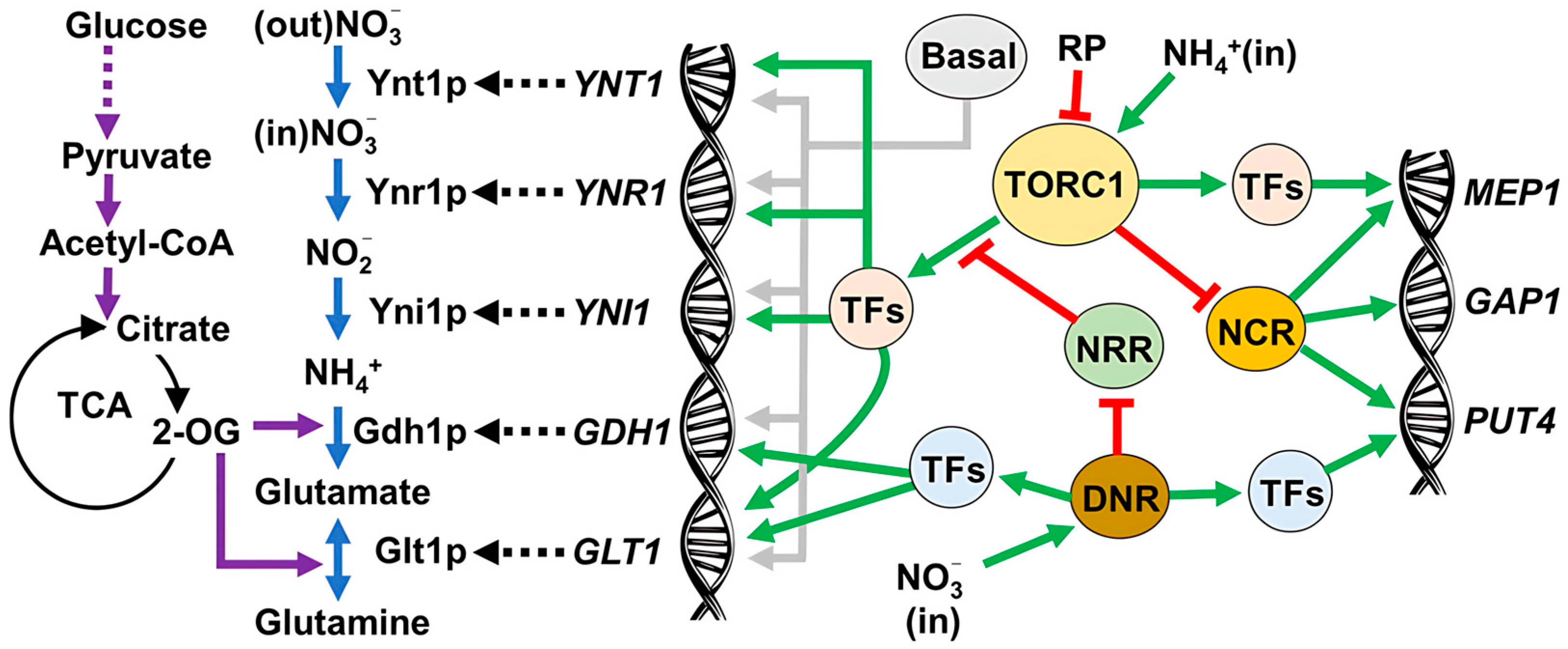 Microbiolres 16 00143 g006