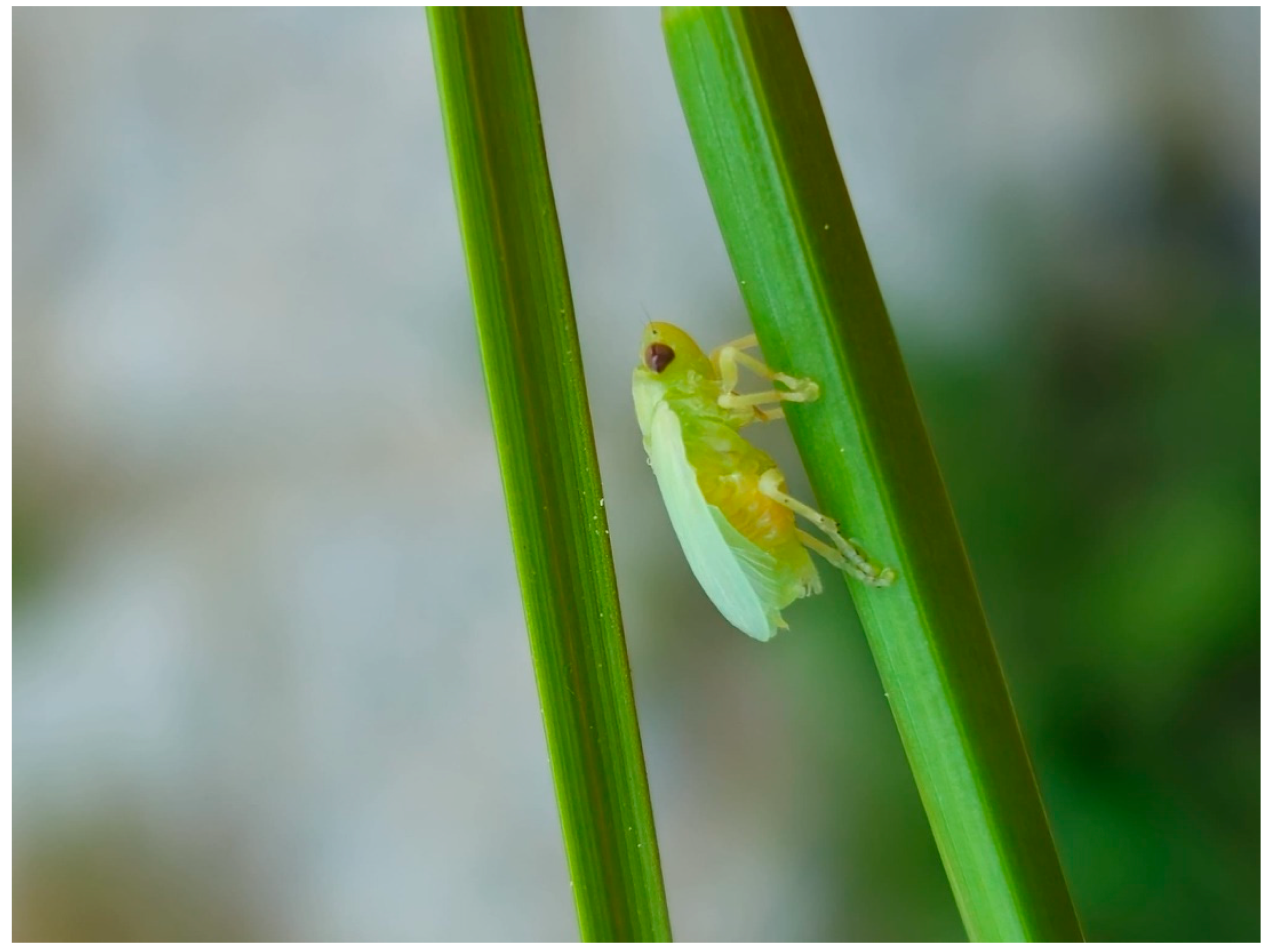 Microbiolres 16 00145 g001