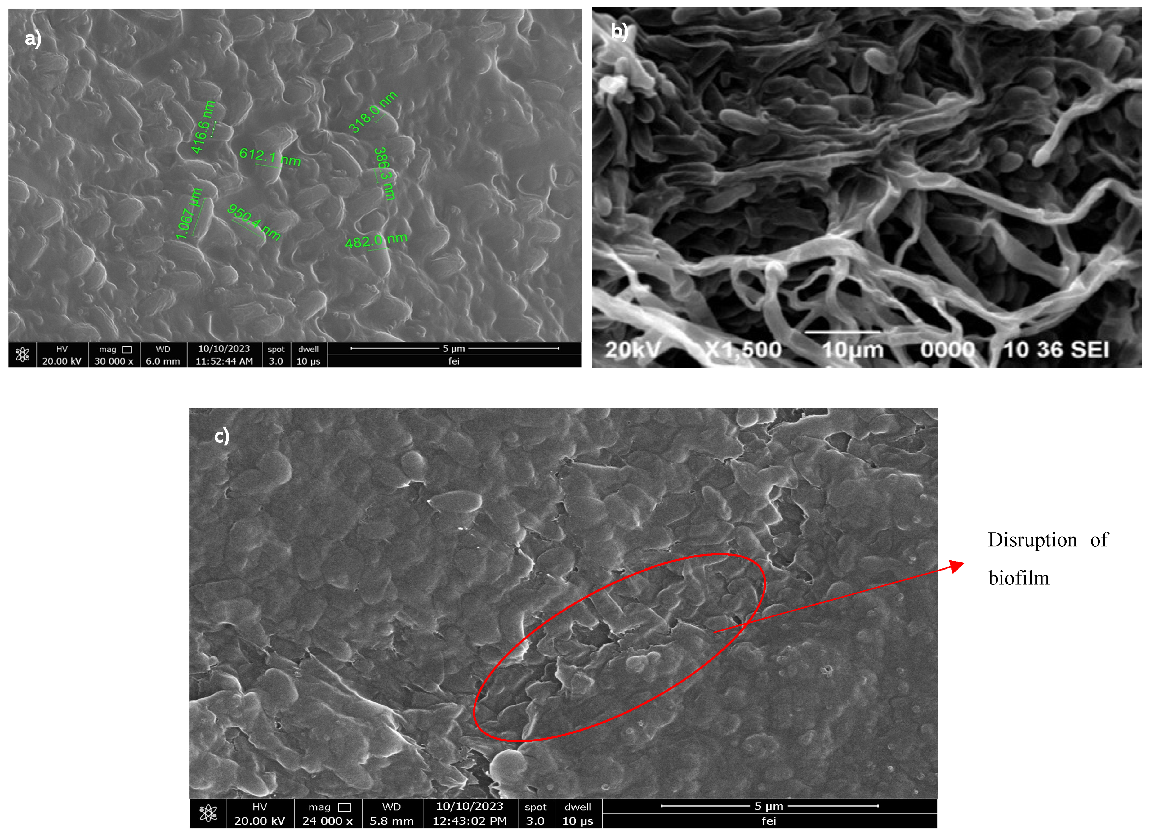 Microbiolres 16 00151 g005