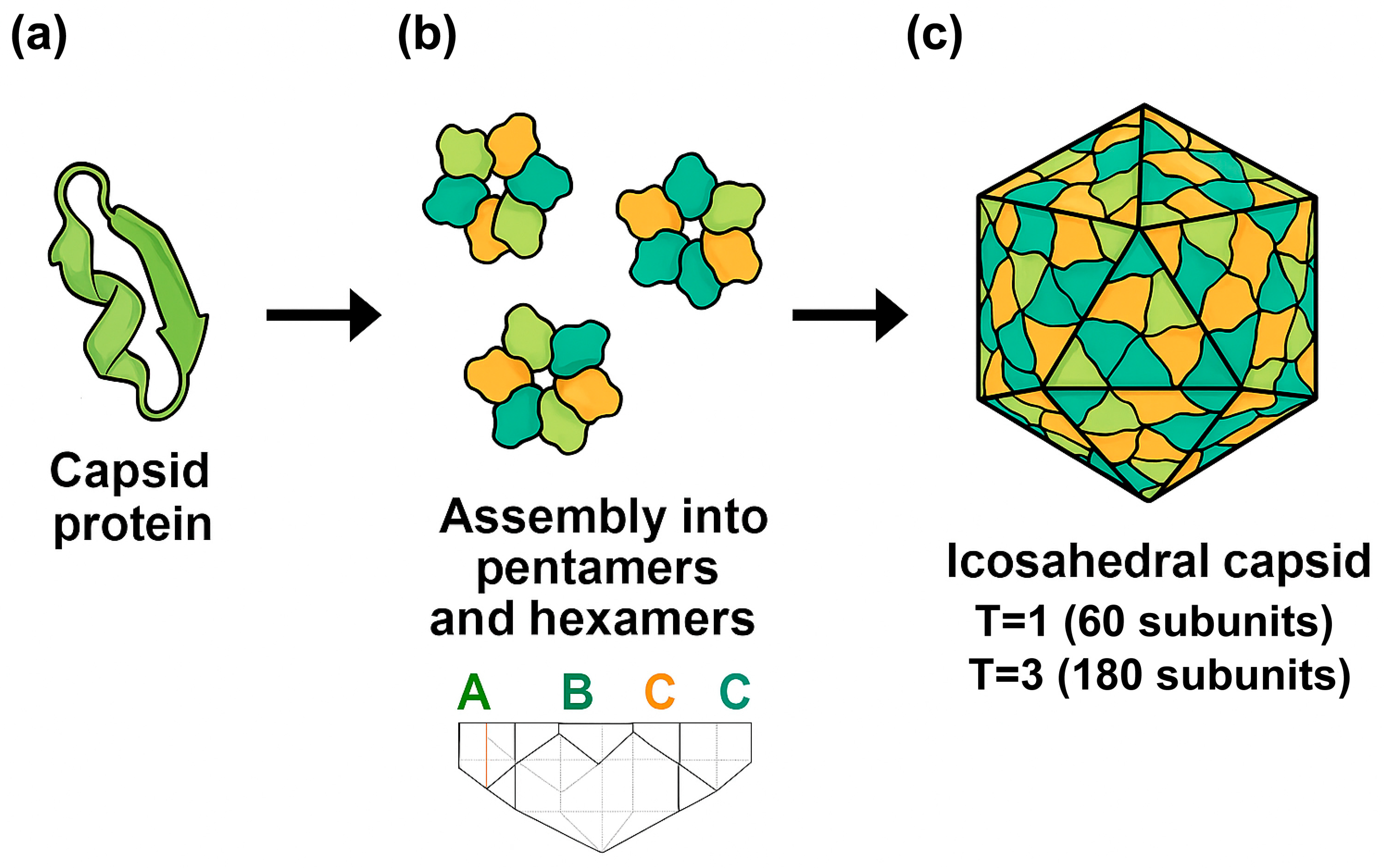 Microbiolres 16 00154 g001
