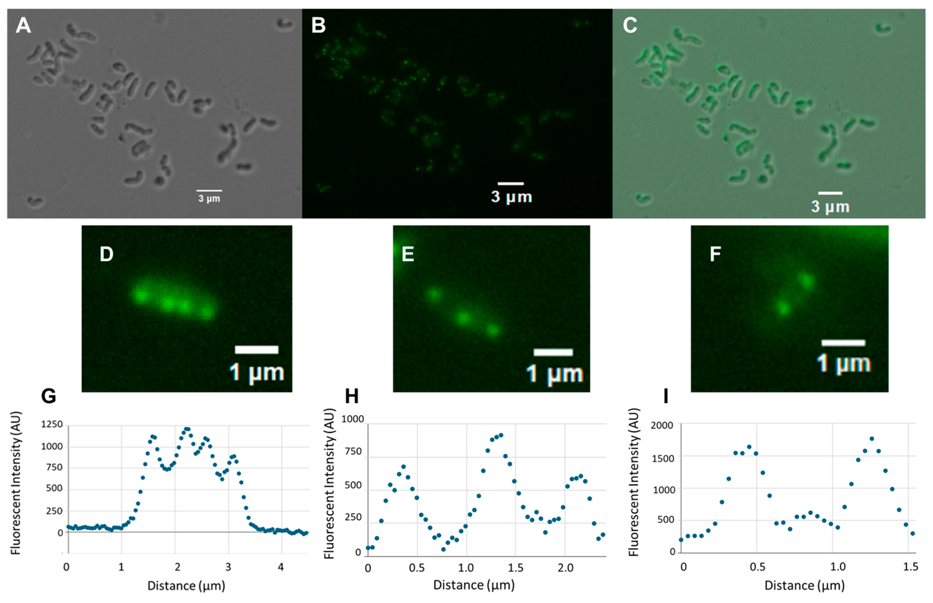 Microbiolres 16 00155 g002