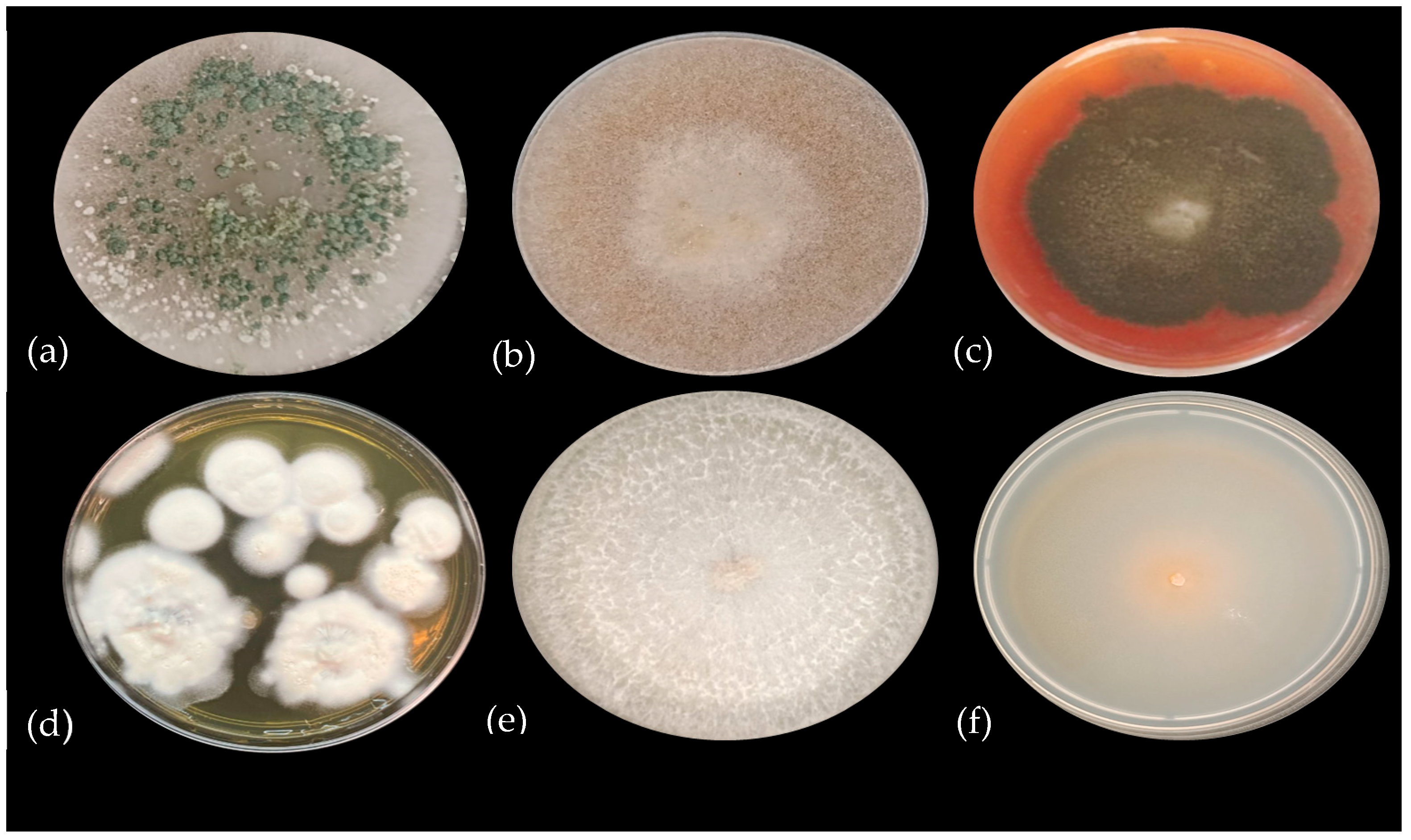 Microbiolres 16 00162 g002 Microbiolres 16 00162 g002
