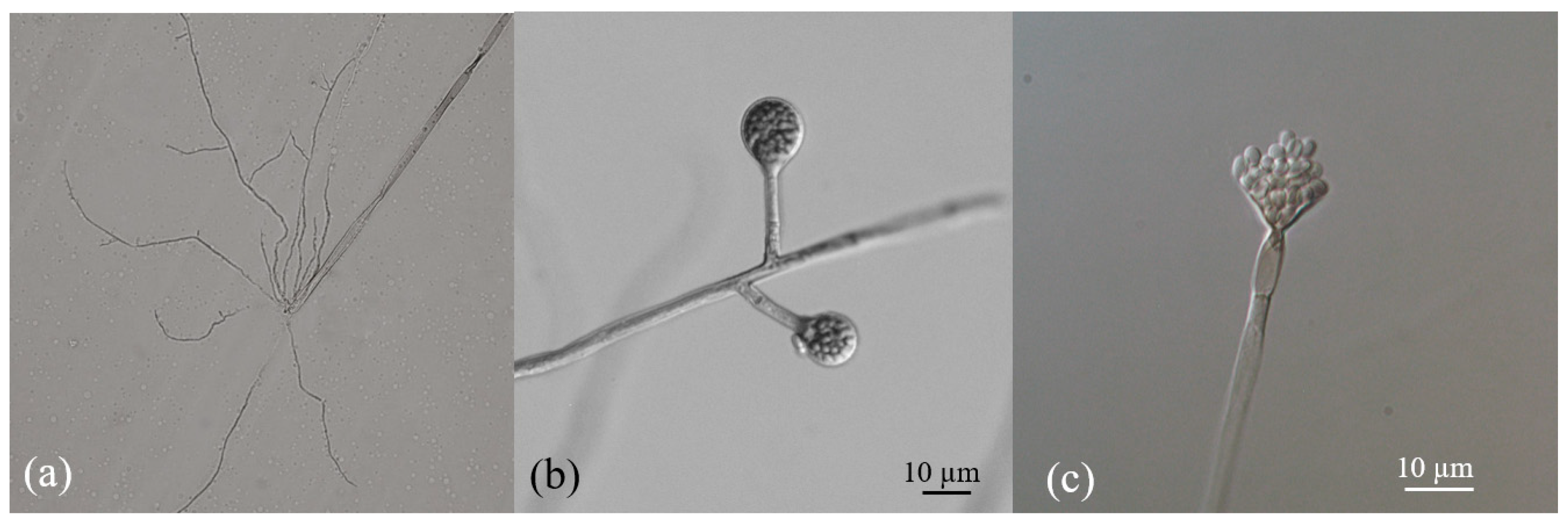 Microbiolres 16 00162 g003 Microbiolres 16 00162 g003