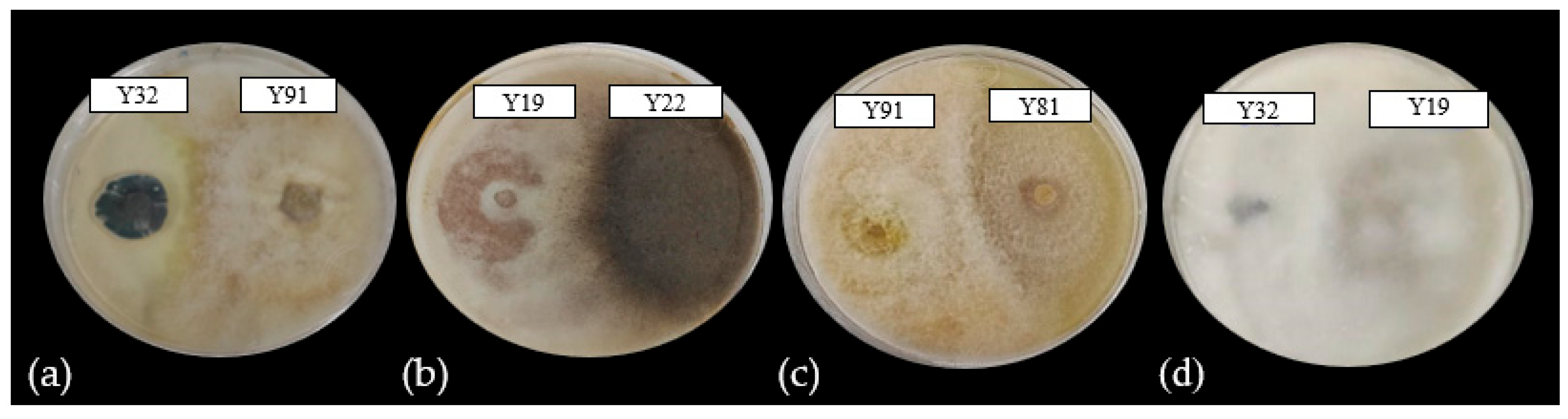 Microbiolres 16 00162 g004 Microbiolres 16 00162 g004