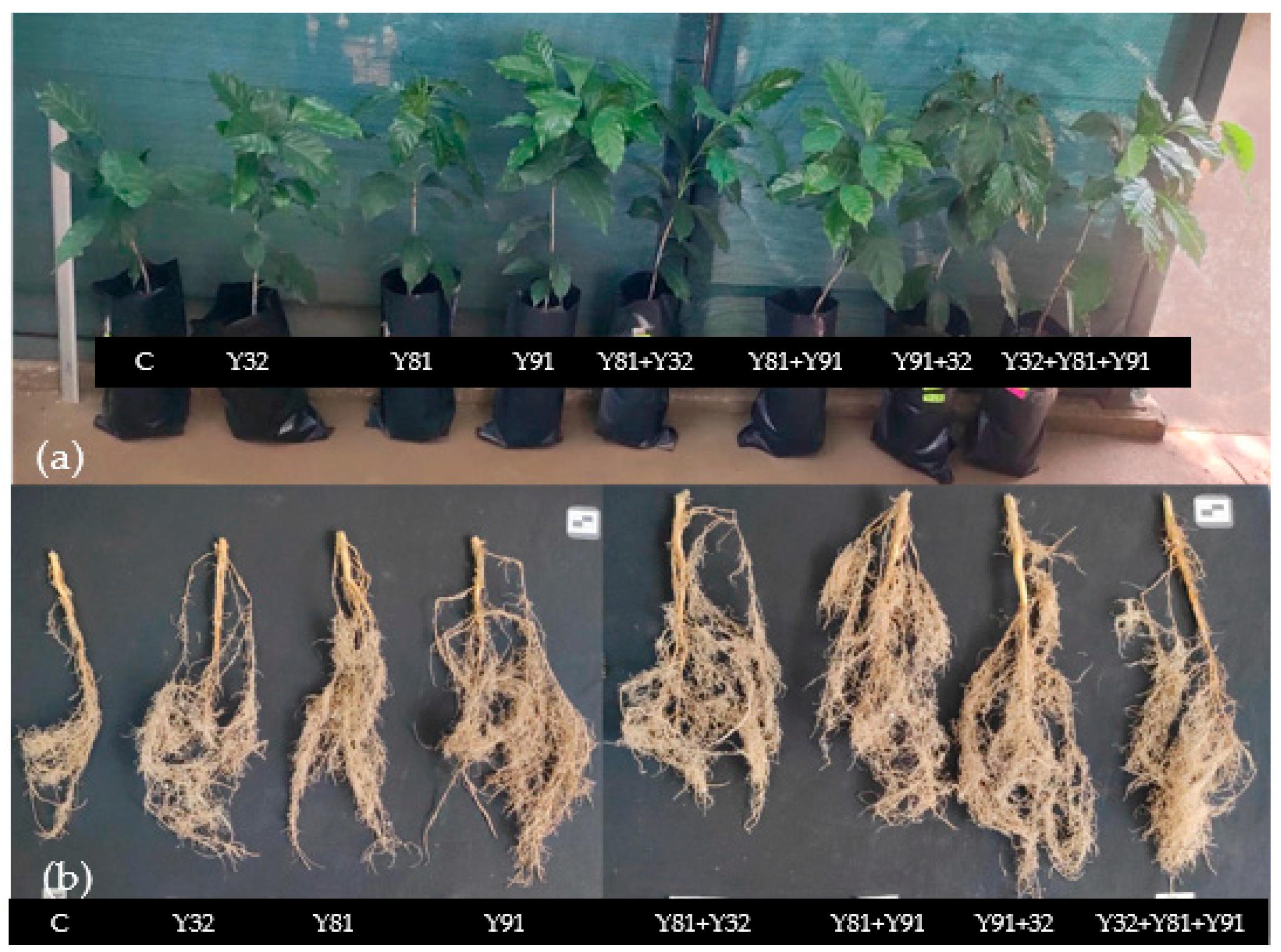 Microbiolres 16 00162 g008 Microbiolres 16 00162 g008
