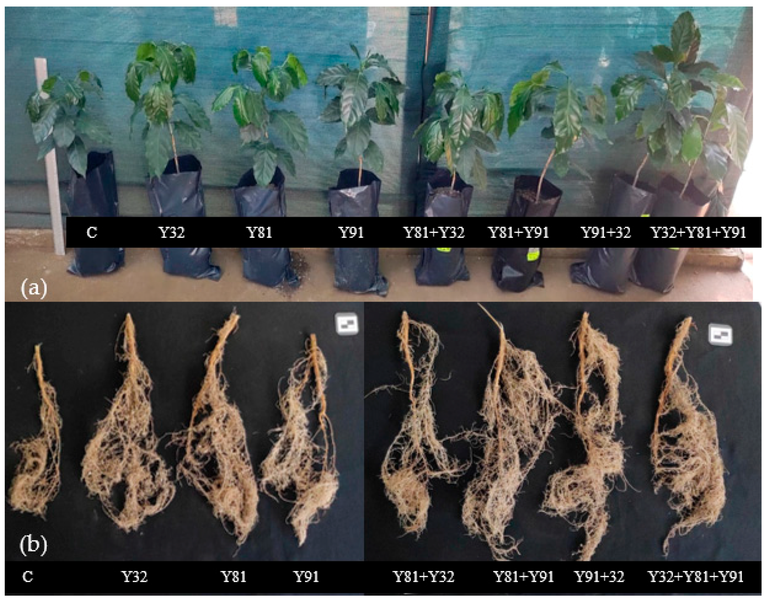 Microbiolres 16 00162 g009 Microbiolres 16 00162 g009