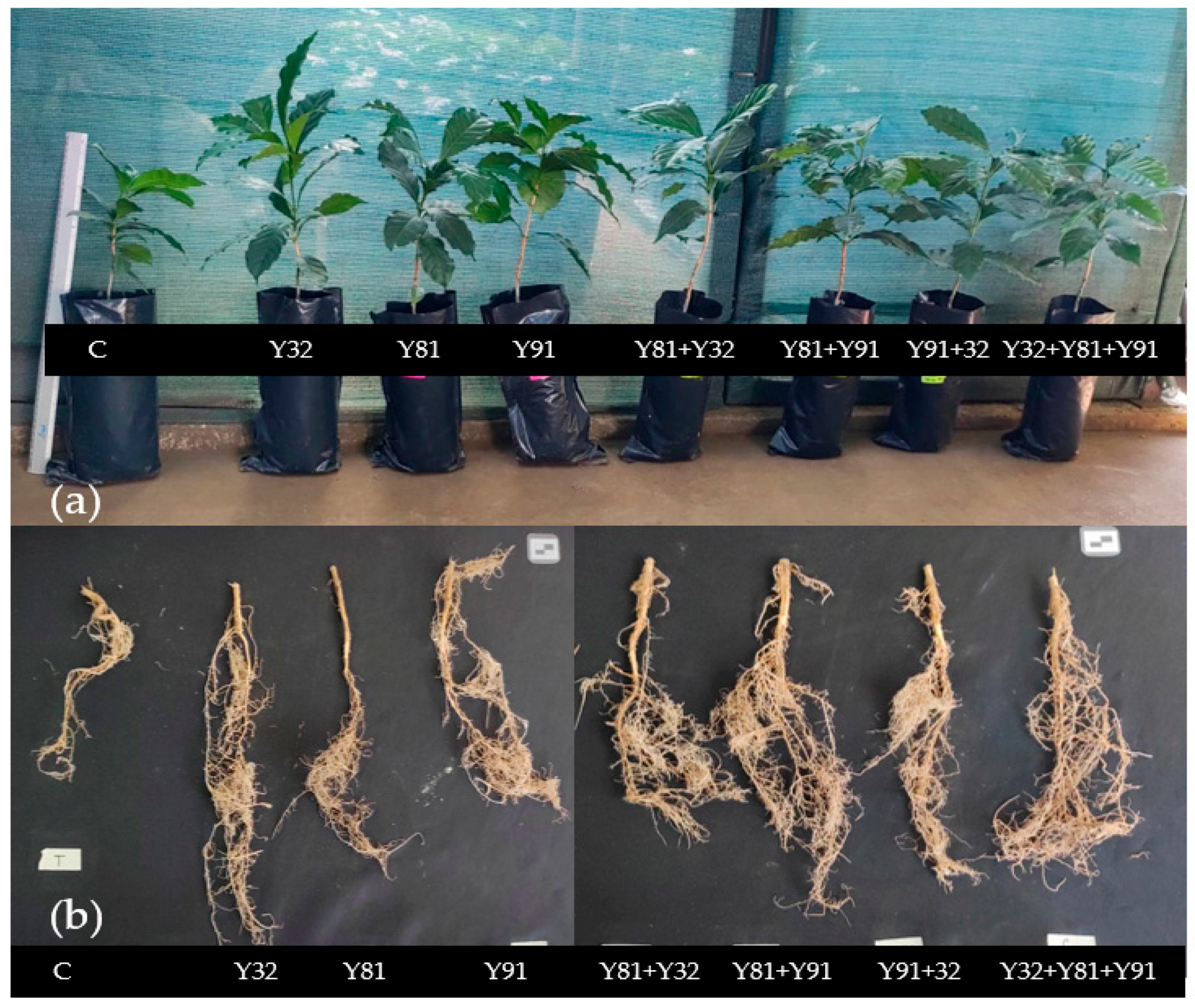 Microbiolres 16 00162 g010 Microbiolres 16 00162 g010