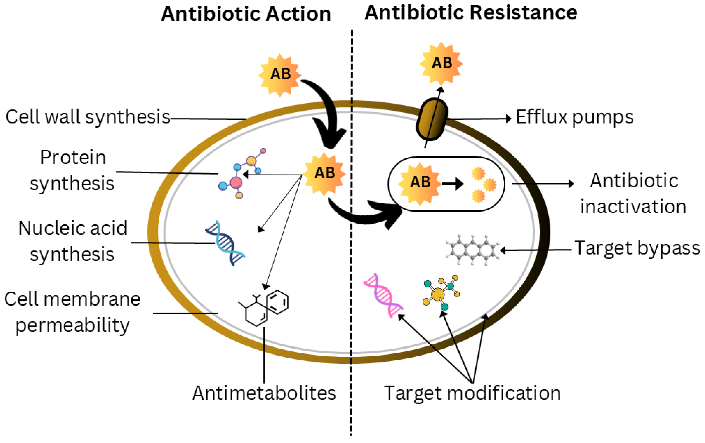 Microbiolres 16 00183 g002