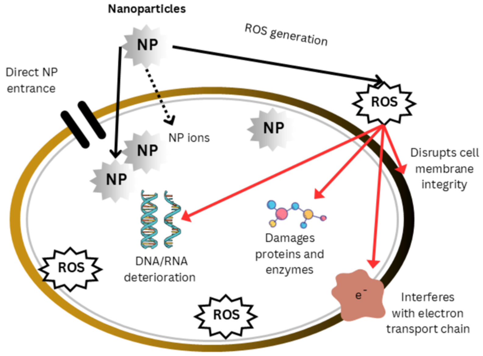 Microbiolres 16 00183 g003