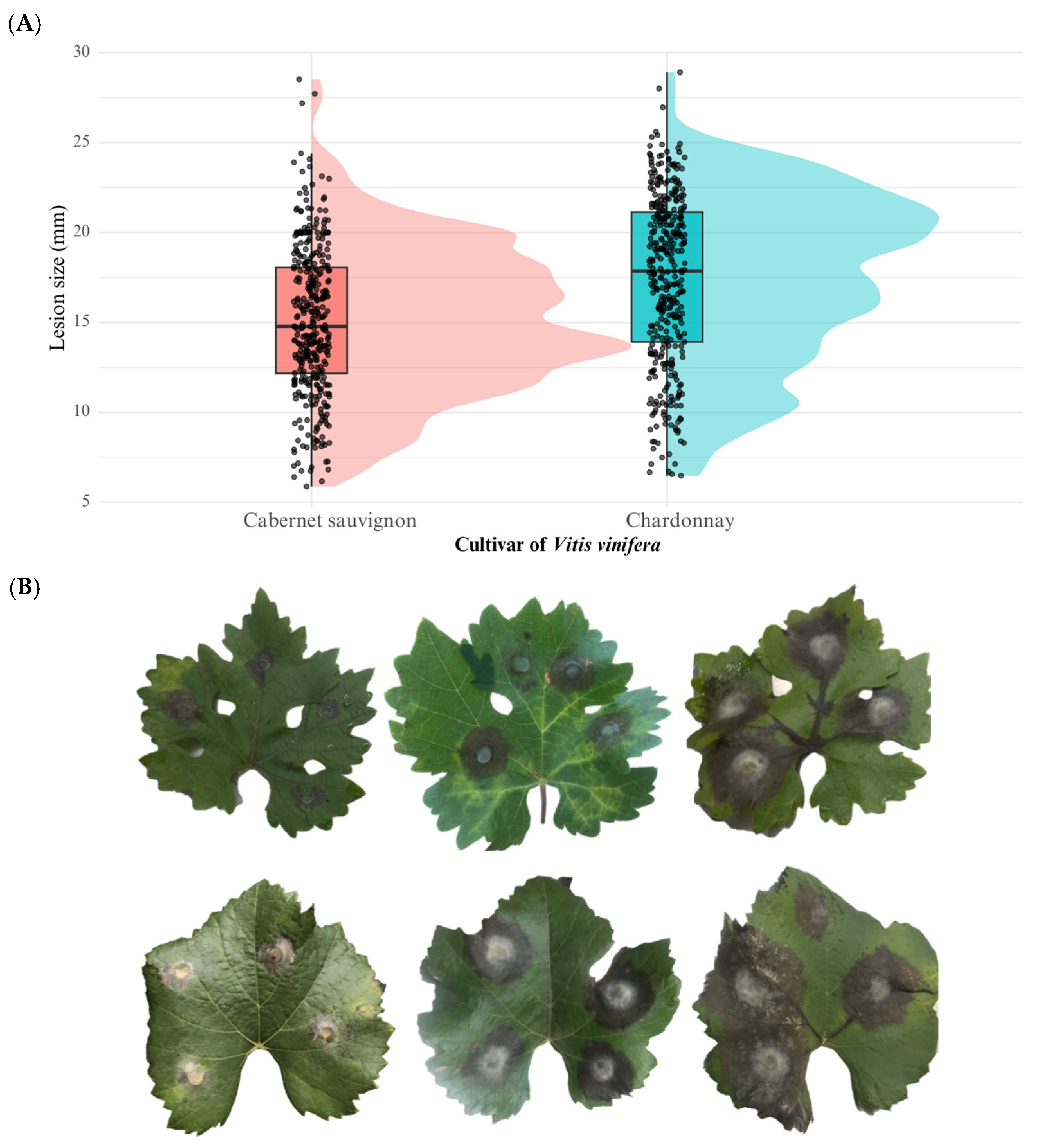 Microbiolres 16 00219 g005 Microbiolres 16 00219 g005